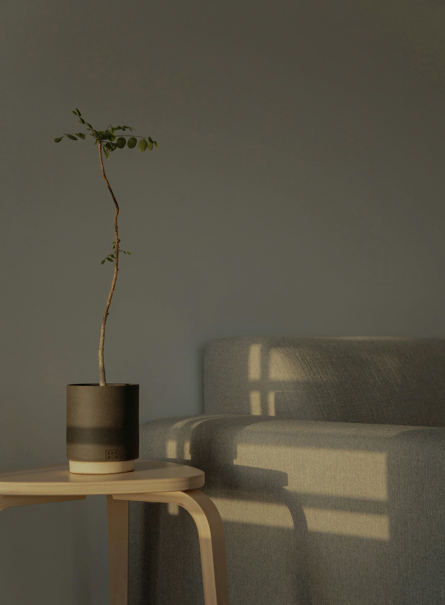 How to Choose the Perfect Spot for Your Plants Based on Light Needs