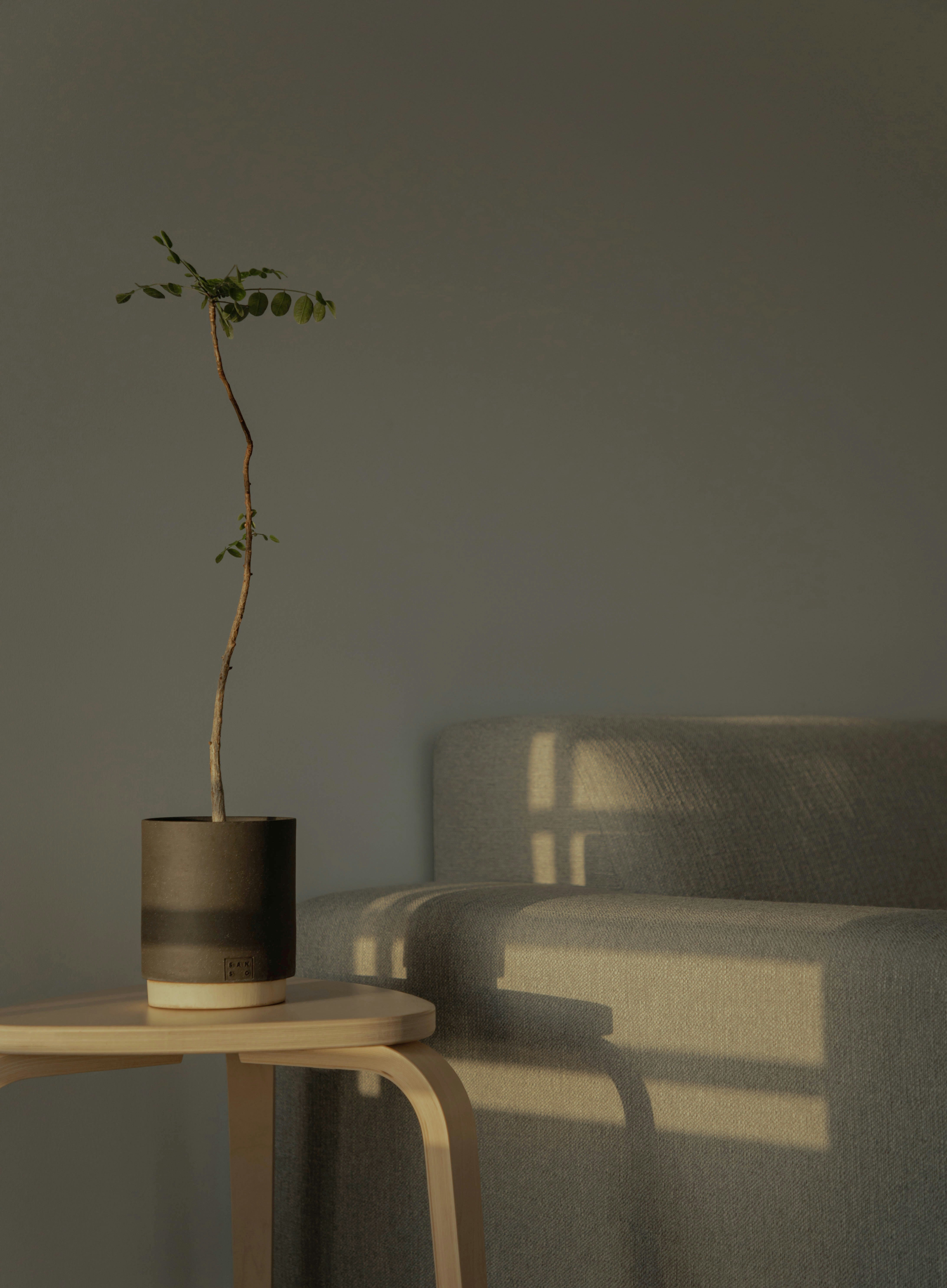 How to Choose the Perfect Spot for Your Plants Based on Light Needs