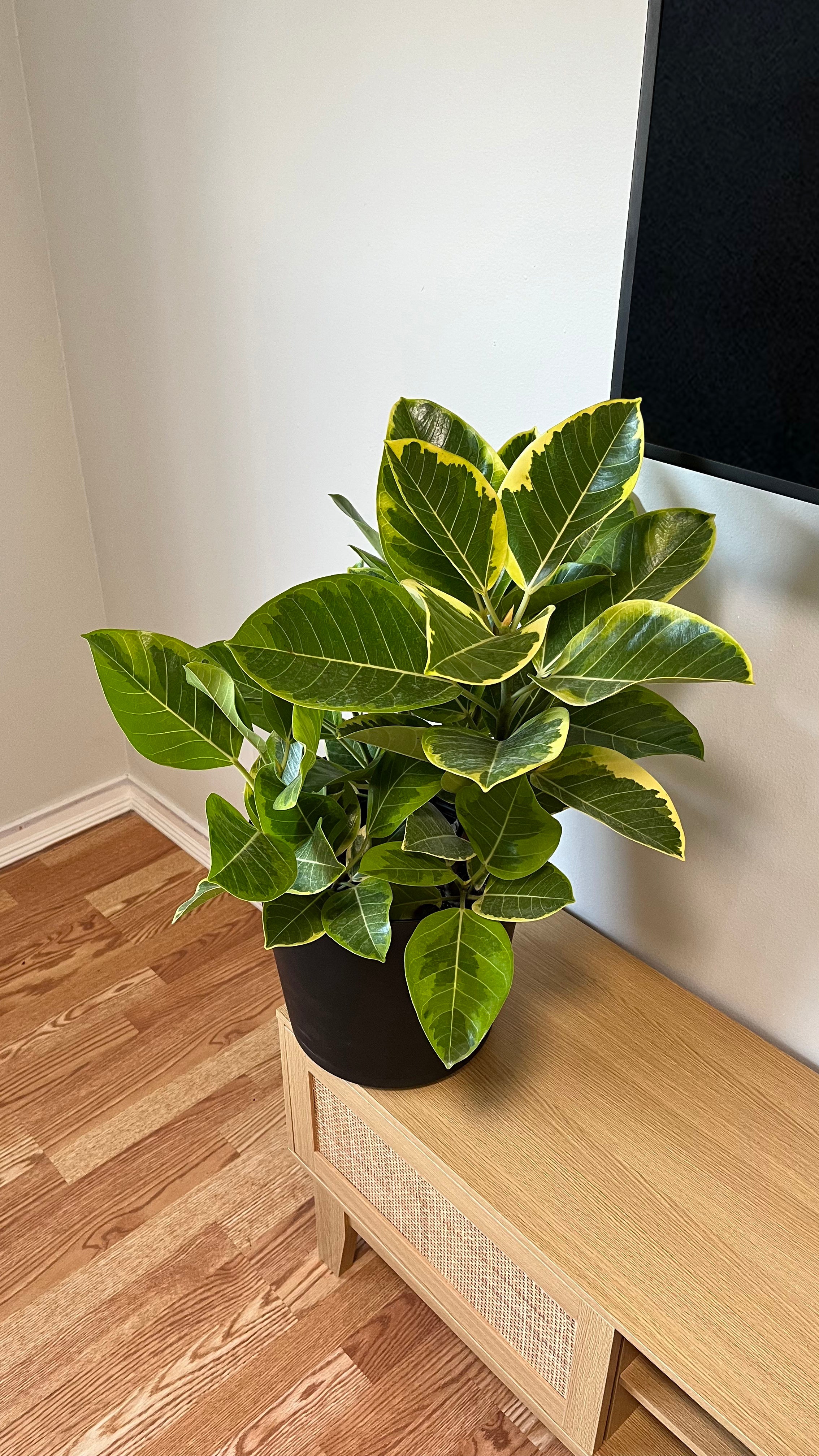 10" Ficus Yellow Gem Bush 3 Feet Tall