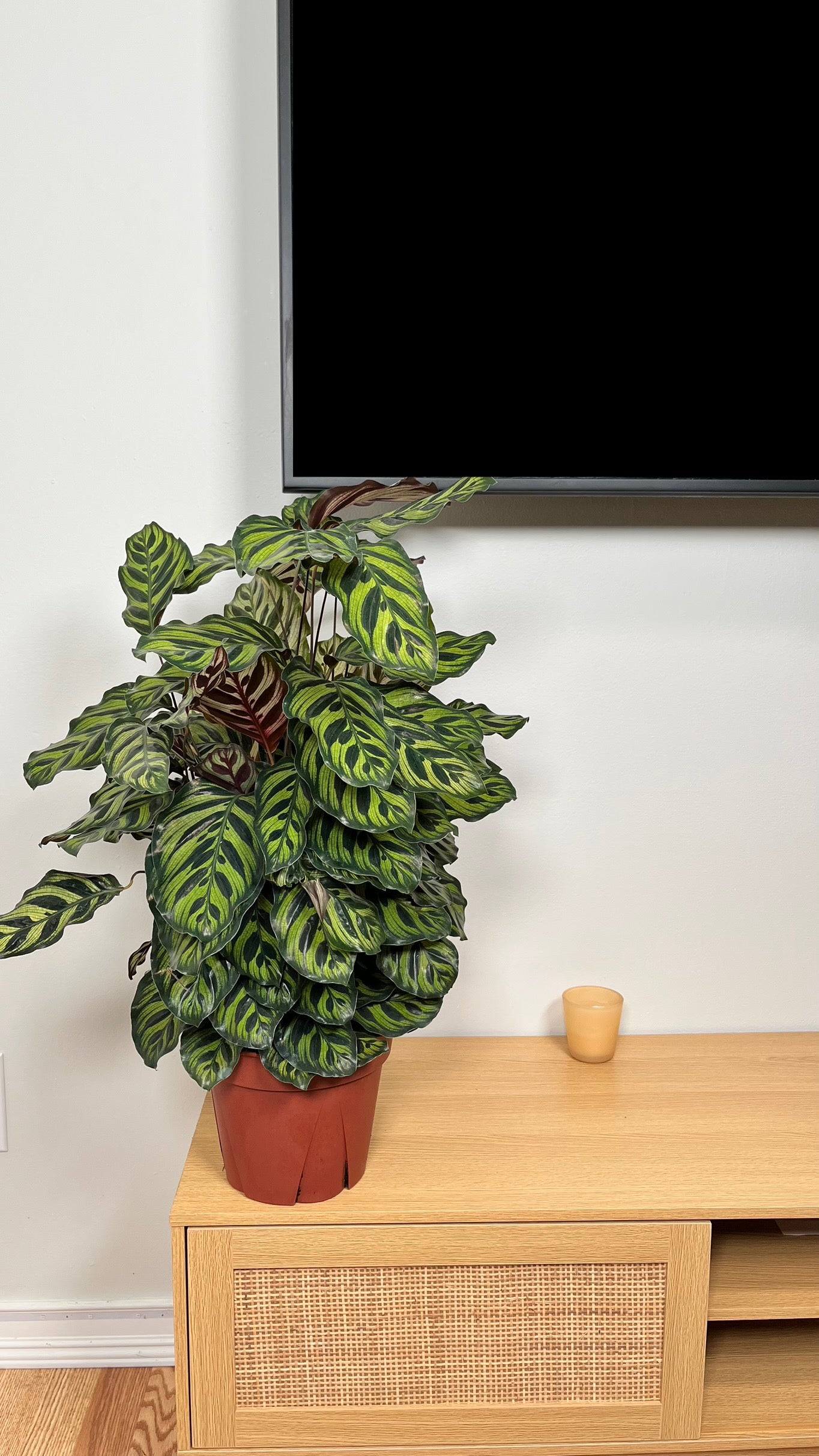 8" Calathea Peacock 2.5 Feet Tall