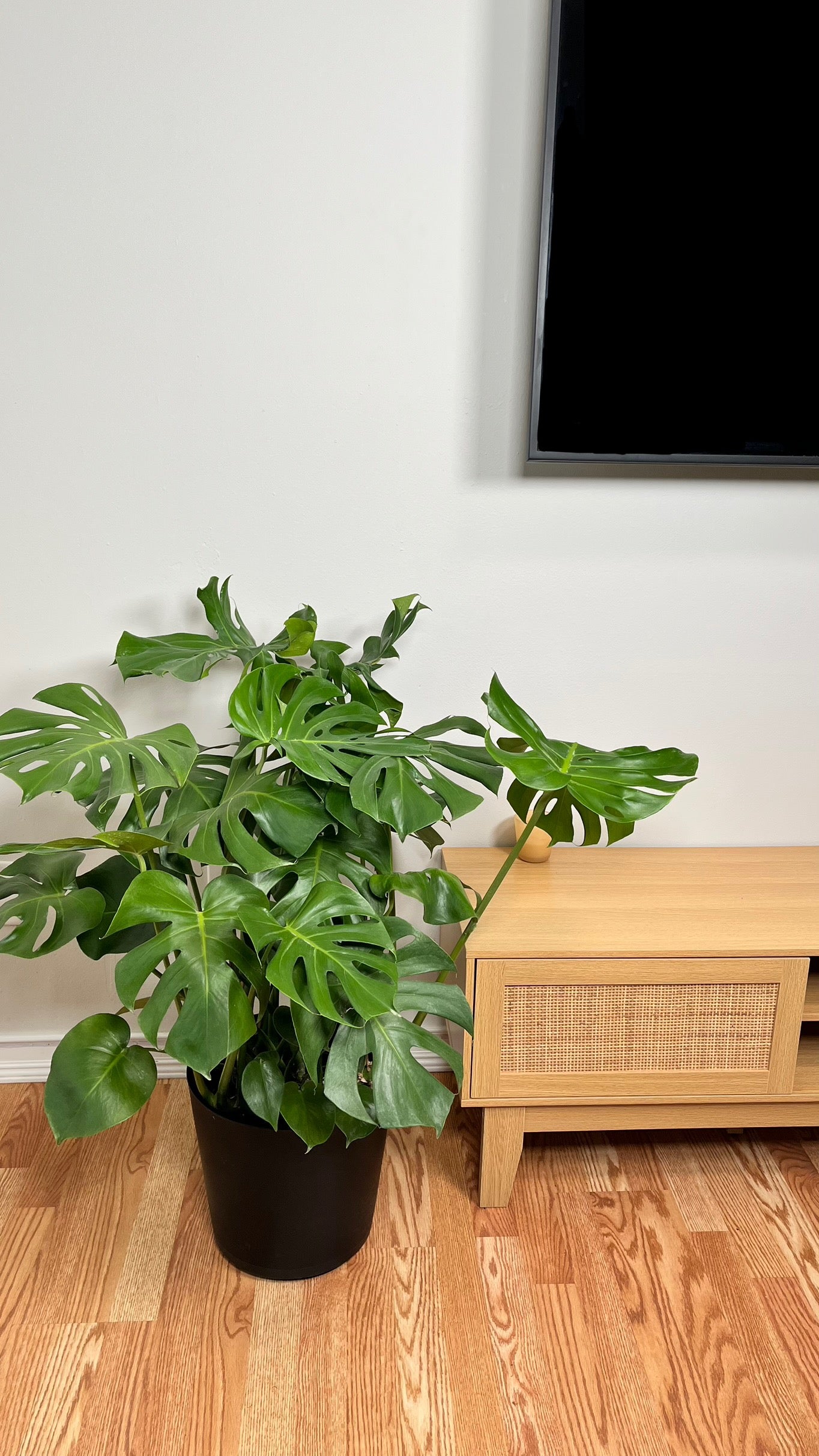 10" Monstera Deliciosa 3 Feet Tall