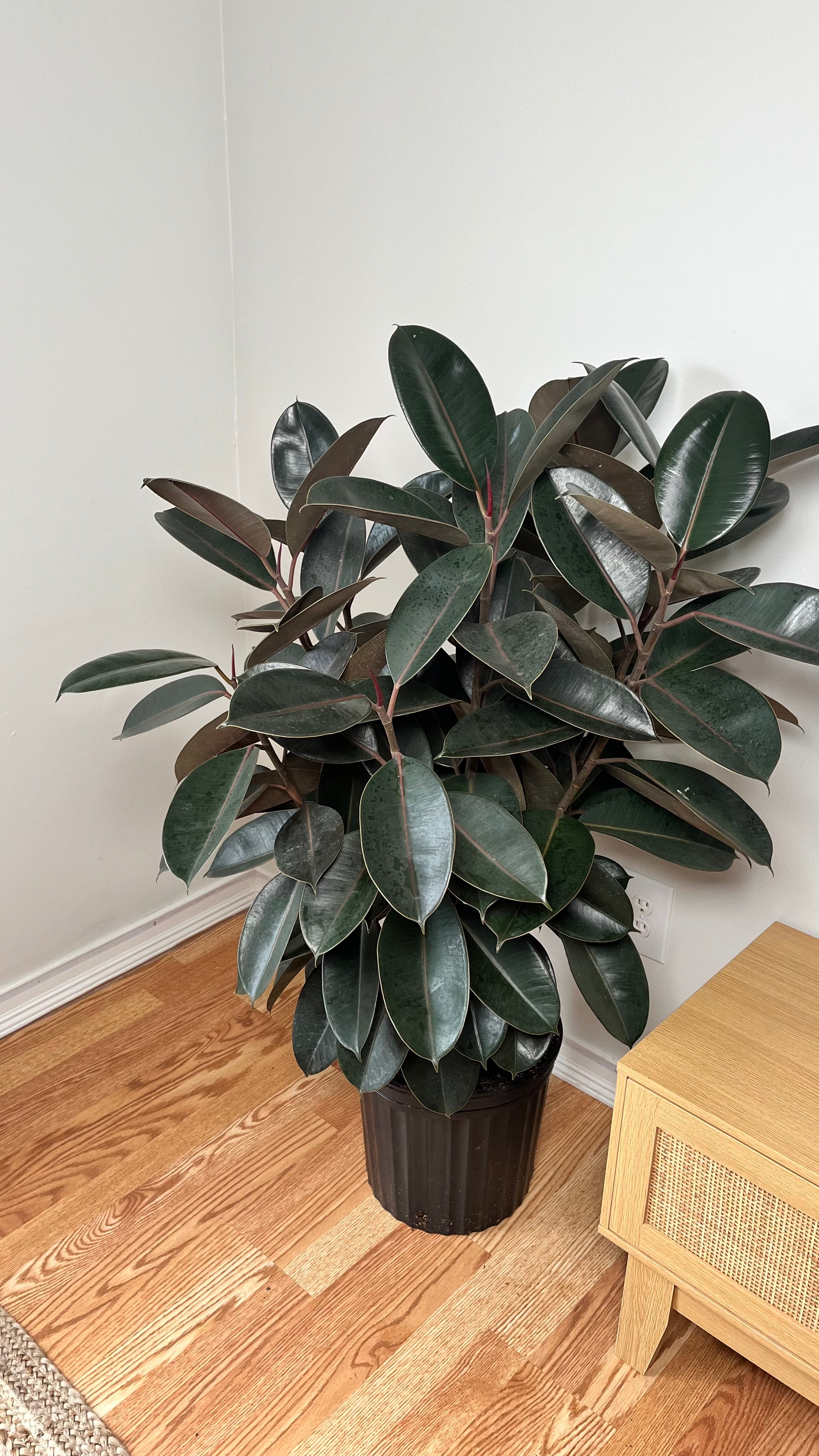 12" Ficus Burgundy 5 Feet Tall
