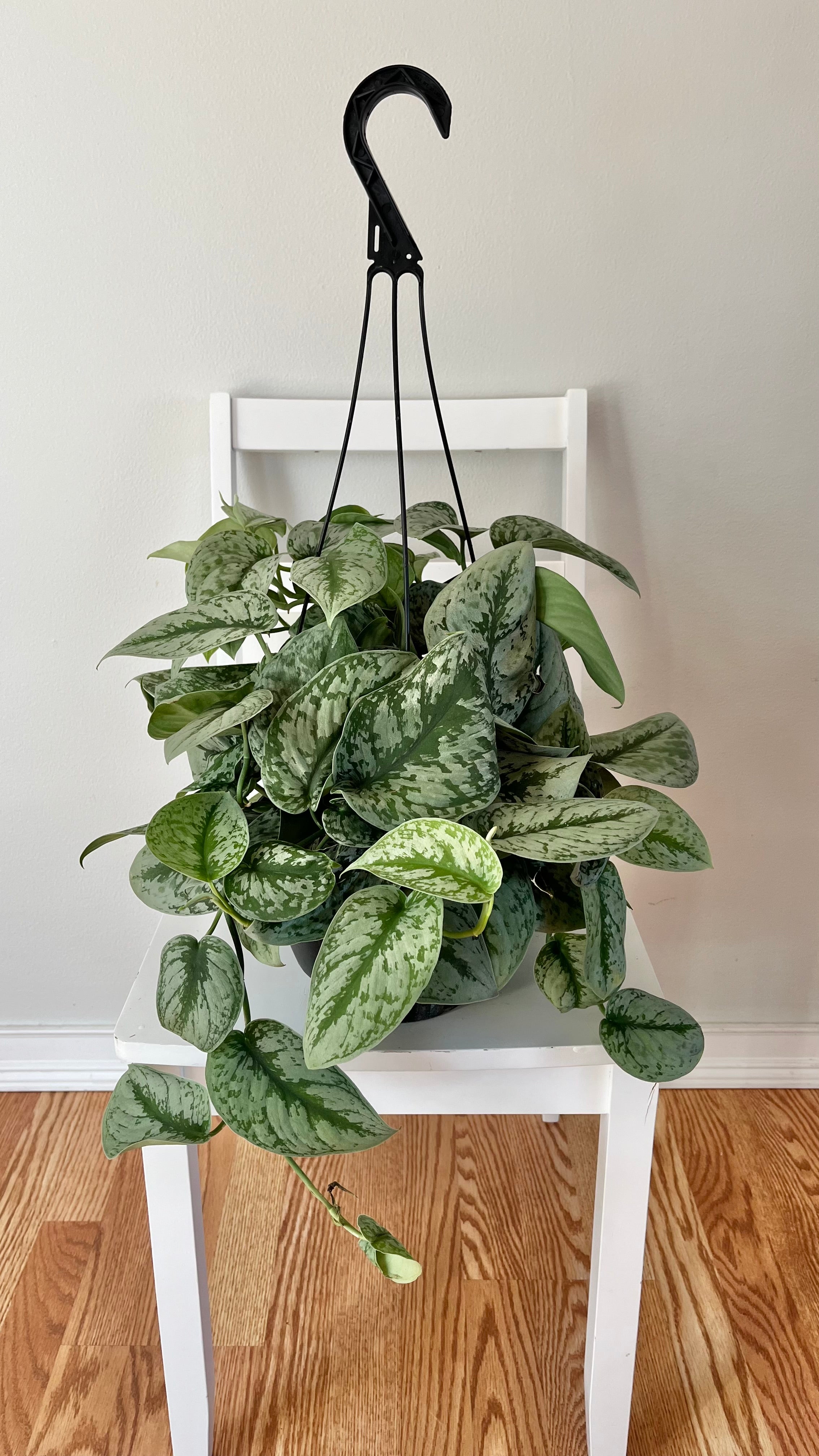 8" Scindapsus Silver Satin