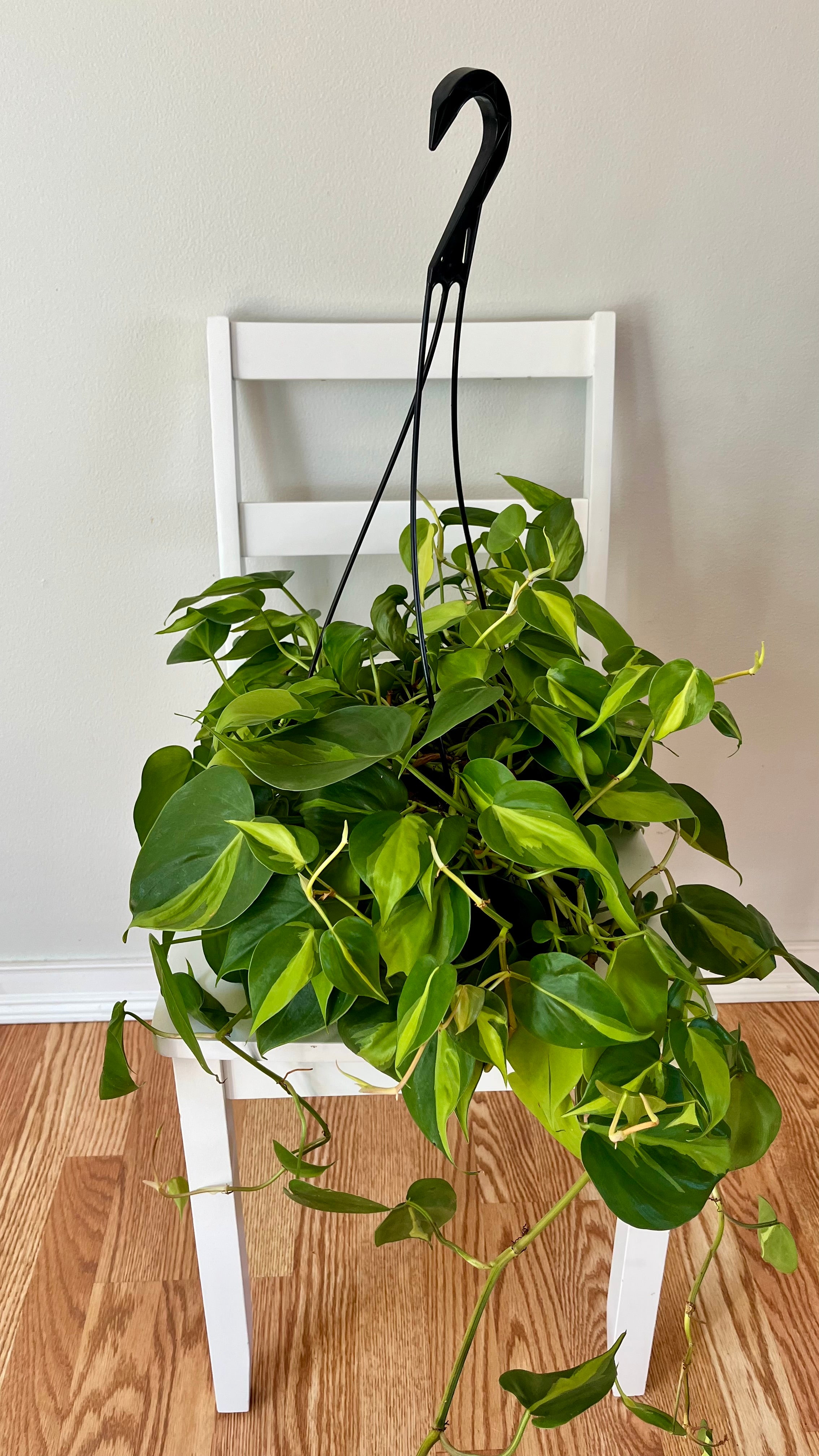 8" Philodendron Brasil