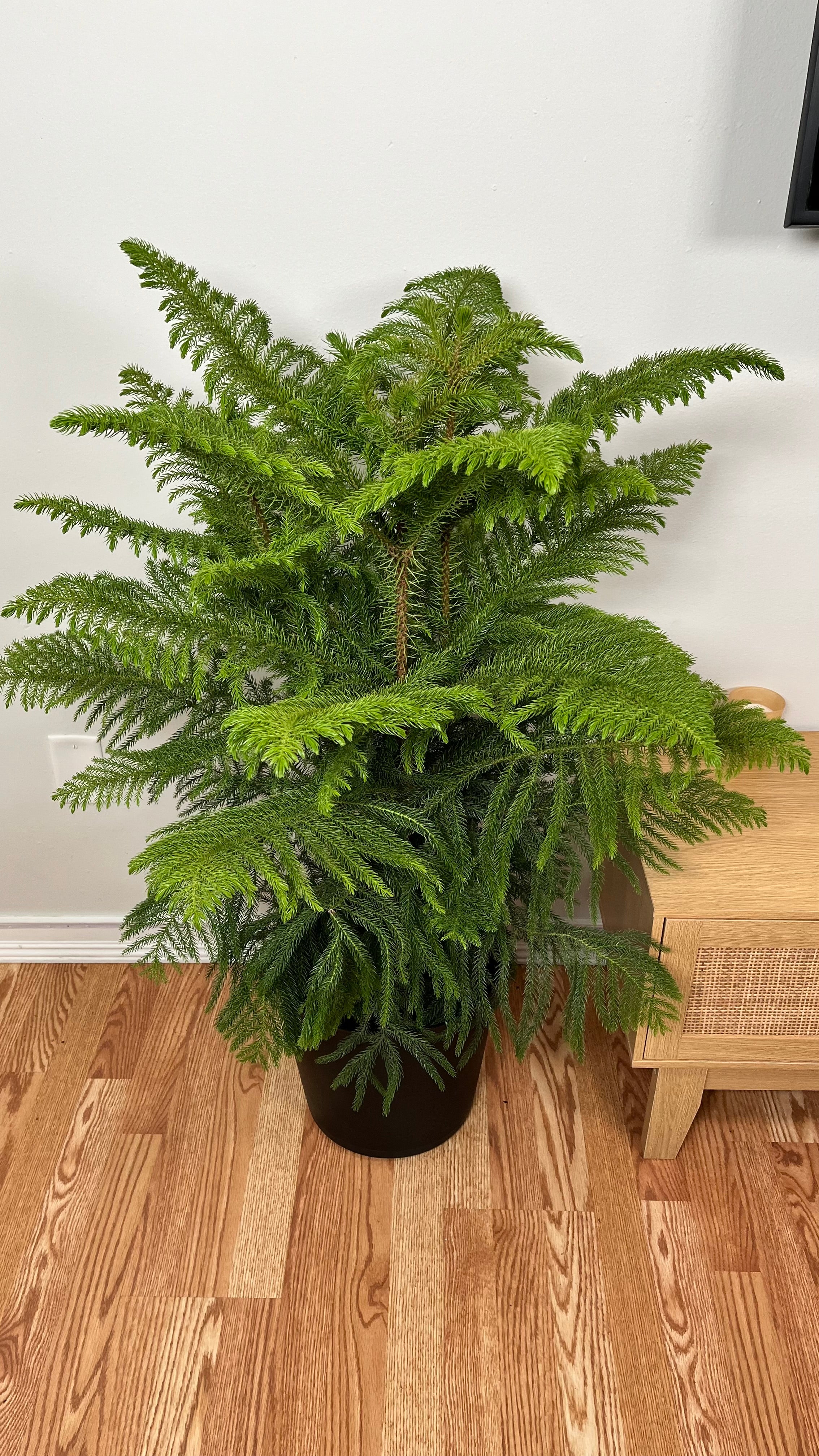 9" Norfolk Pine 4 Feet Tall