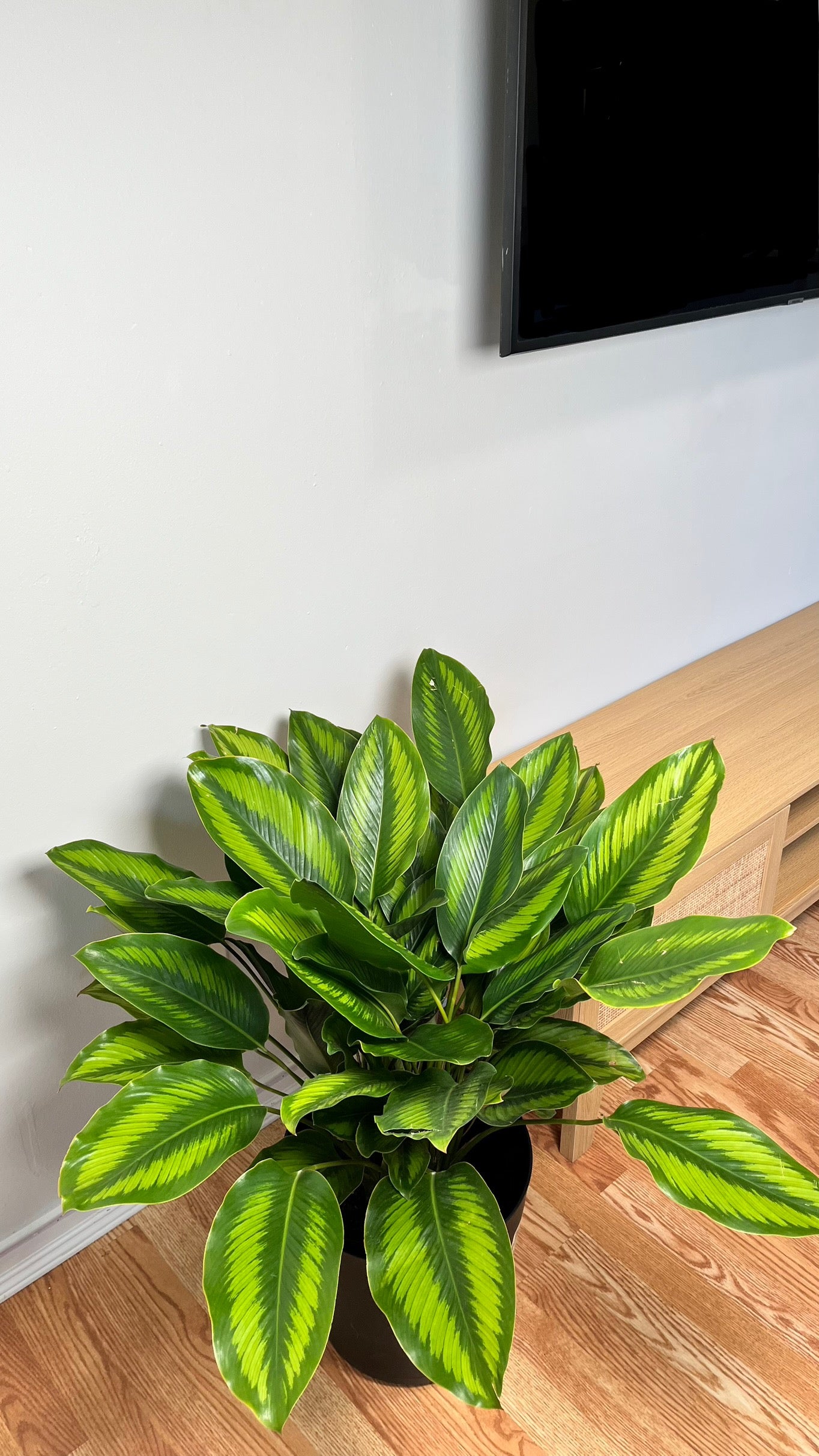8” Calathea Beauty Star 2.5 Feet Tall