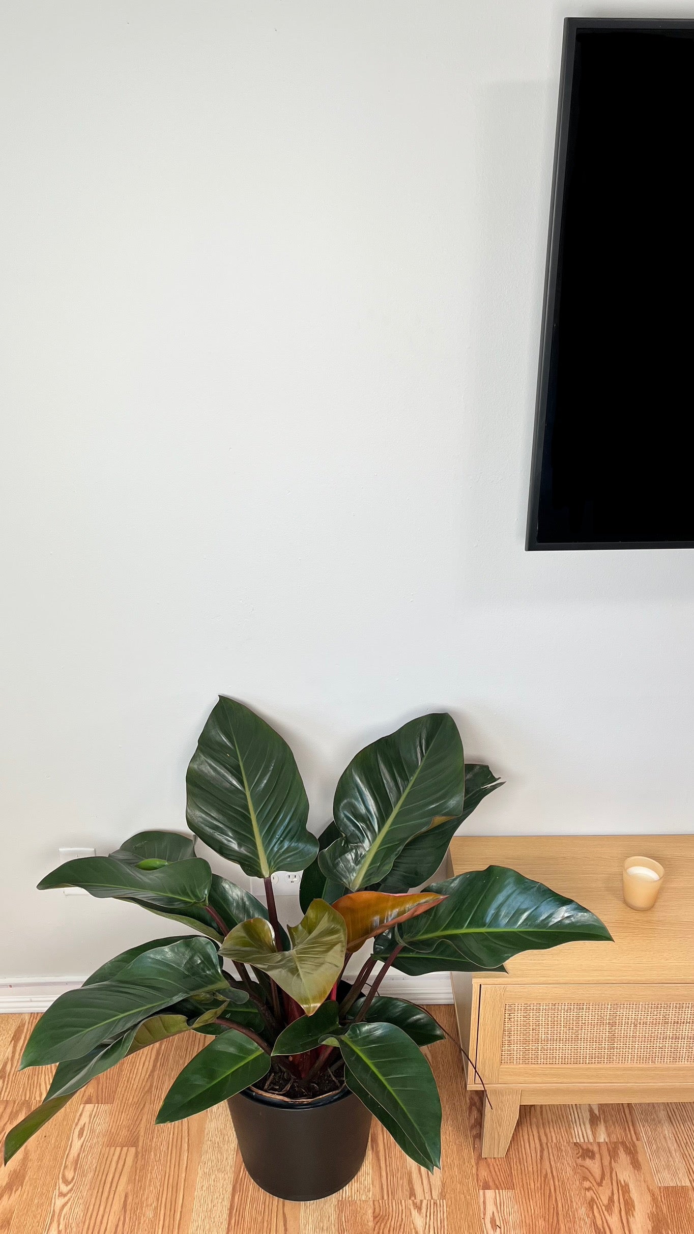 10" Philodendron Congo Red 3 Feet Wide