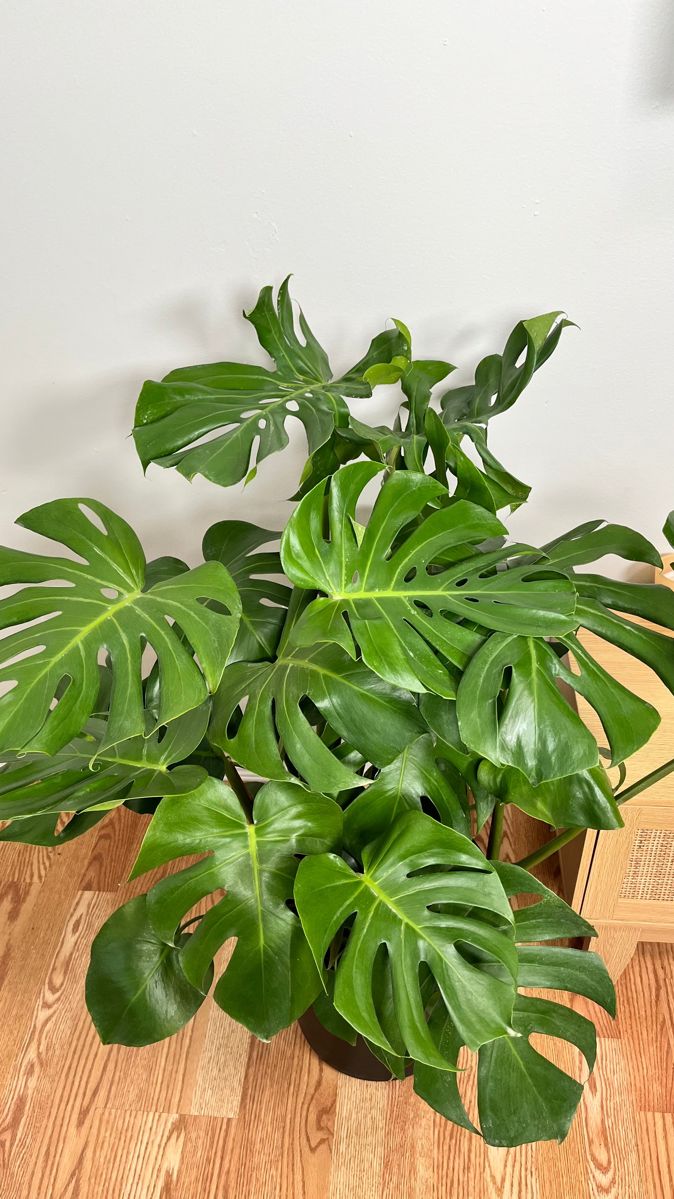 10" Monstera Deliciosa 3 Feet Tall