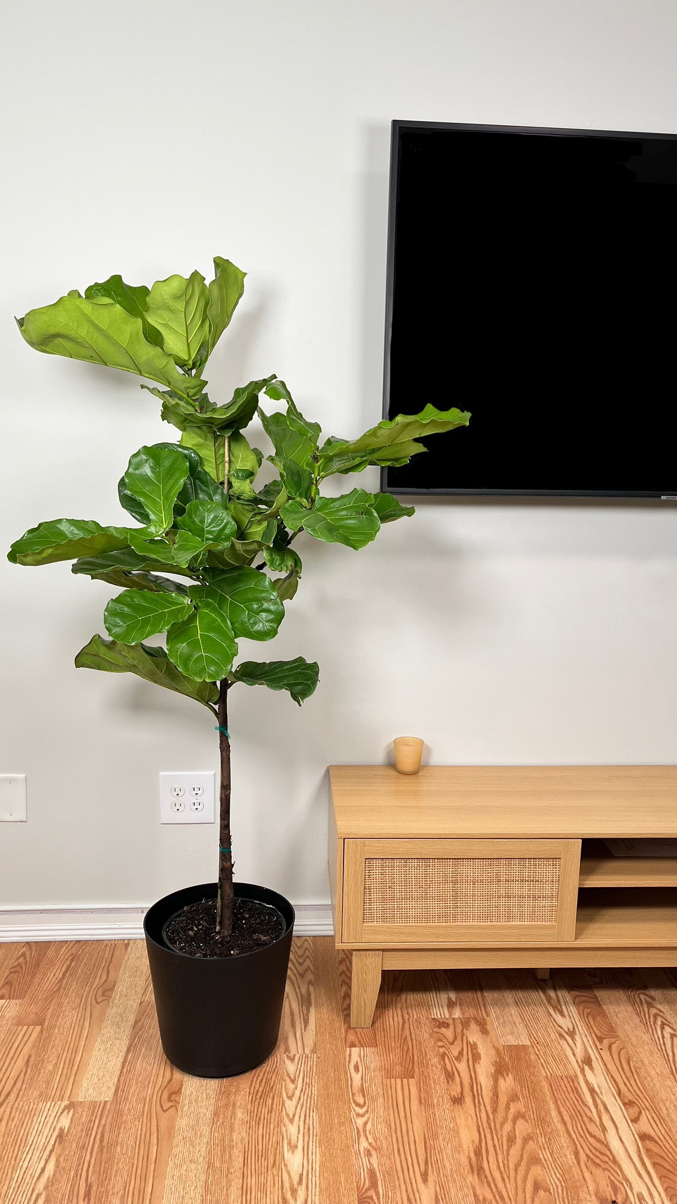 10" Fiddle Leaf Fig Tree 5 Feet Tall