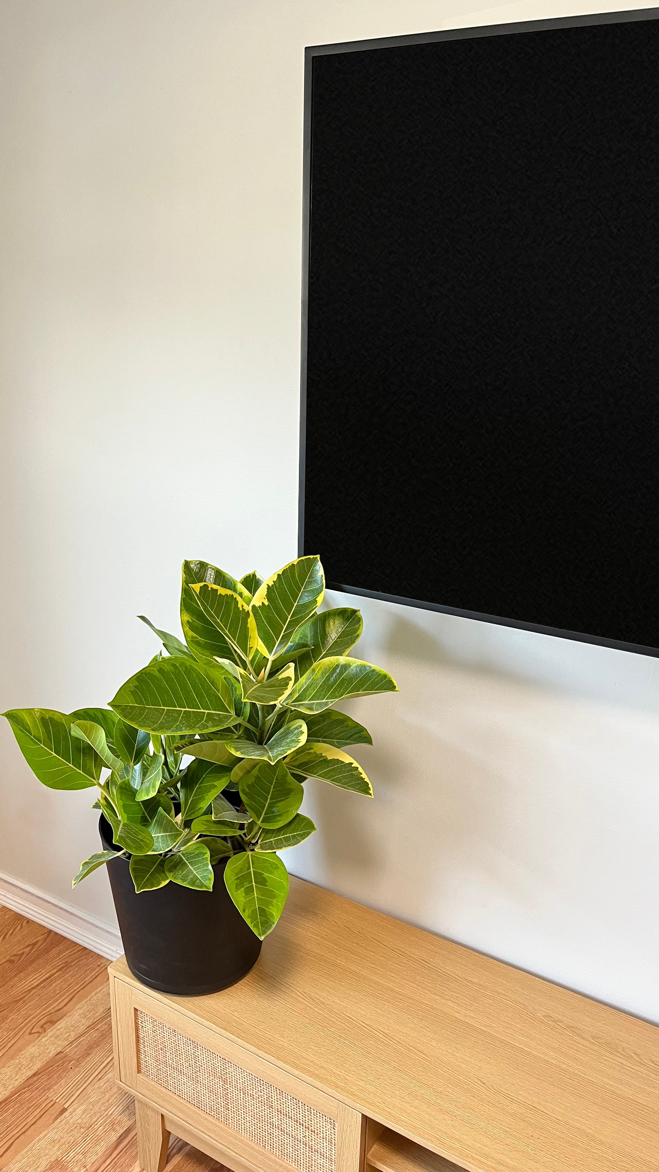 10" Ficus Yellow Gem Bush 3 Feet Tall