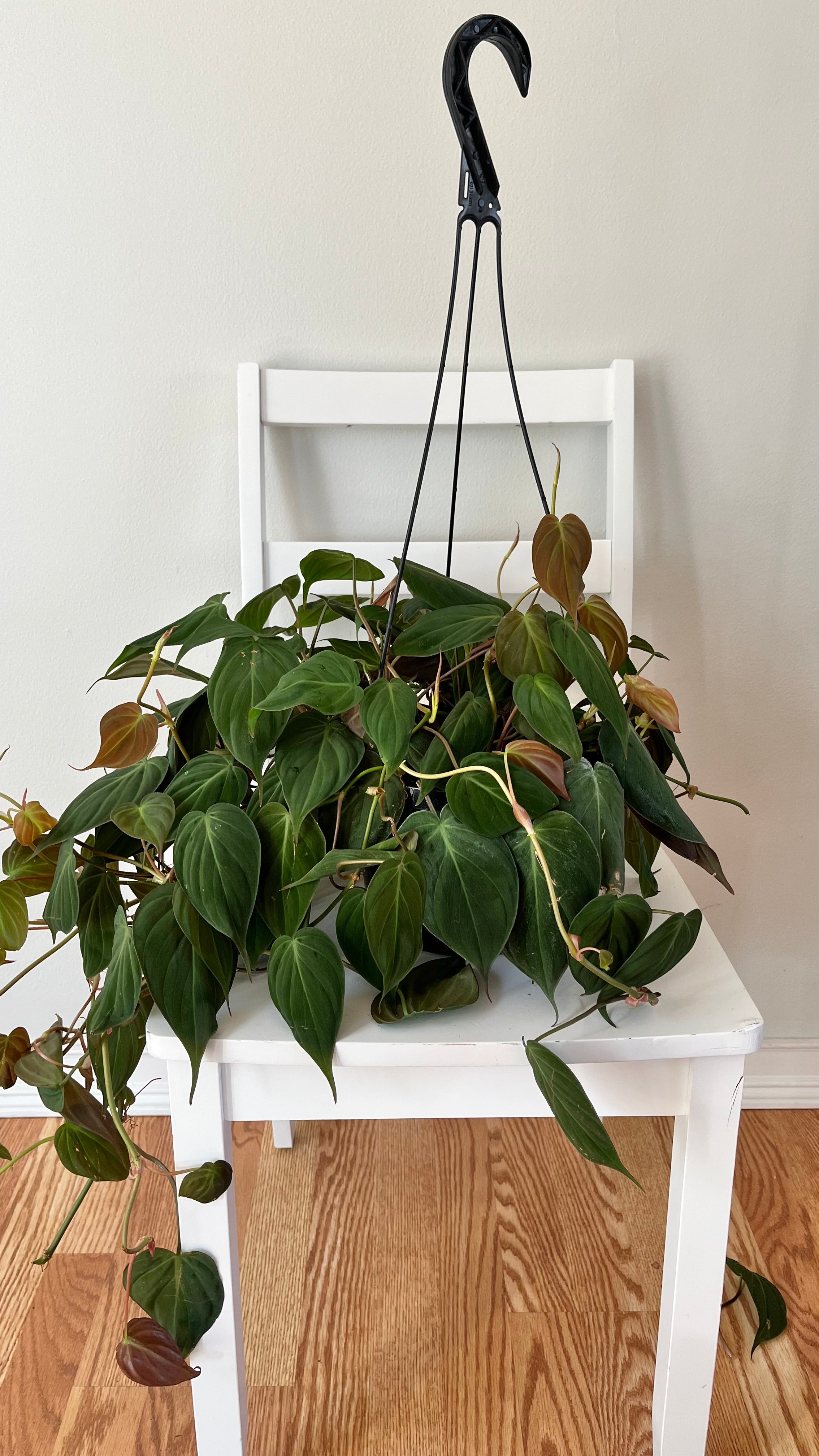 8" Philodendron Micans