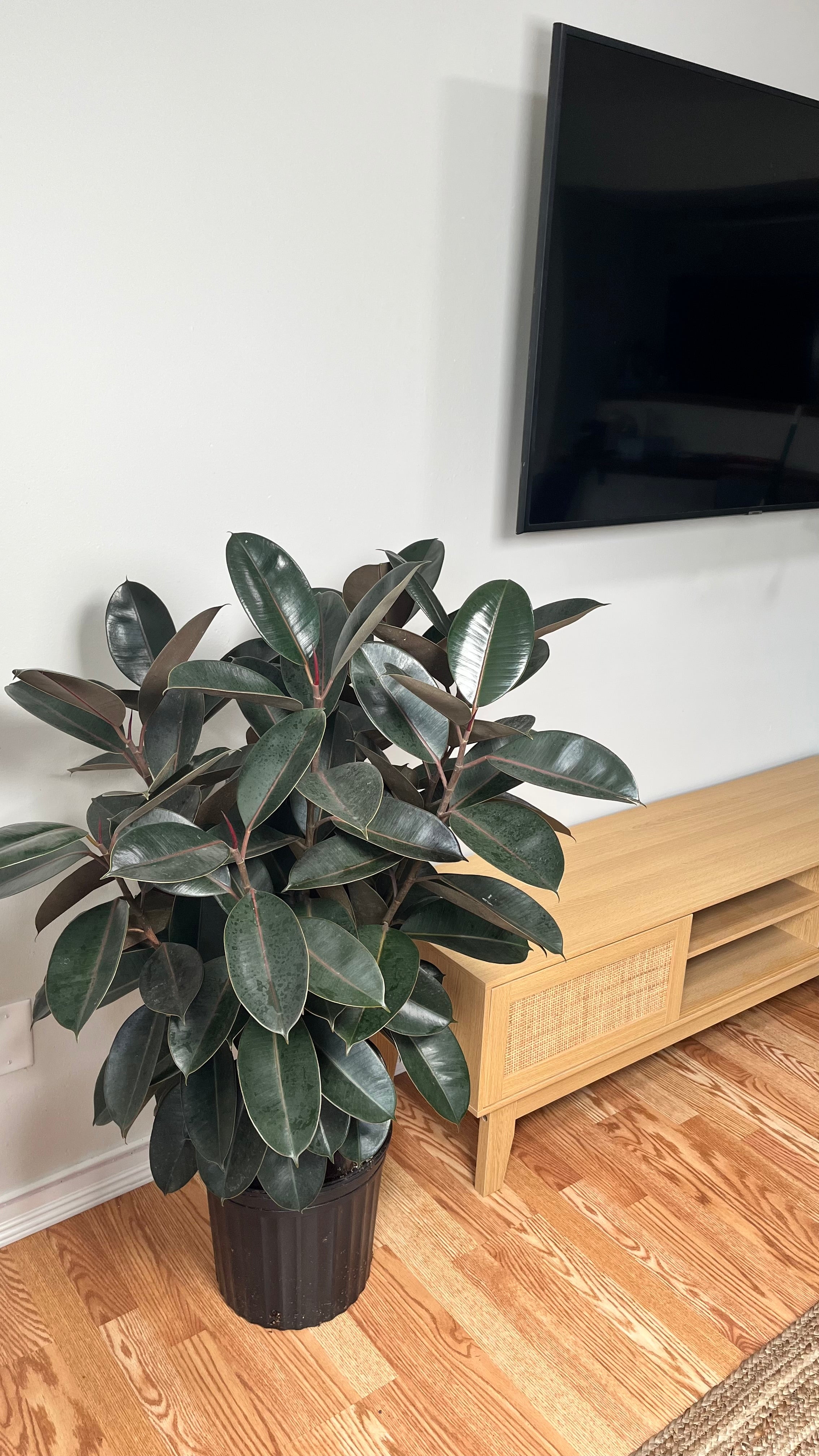12" Ficus Burgundy 5 Feet Tall