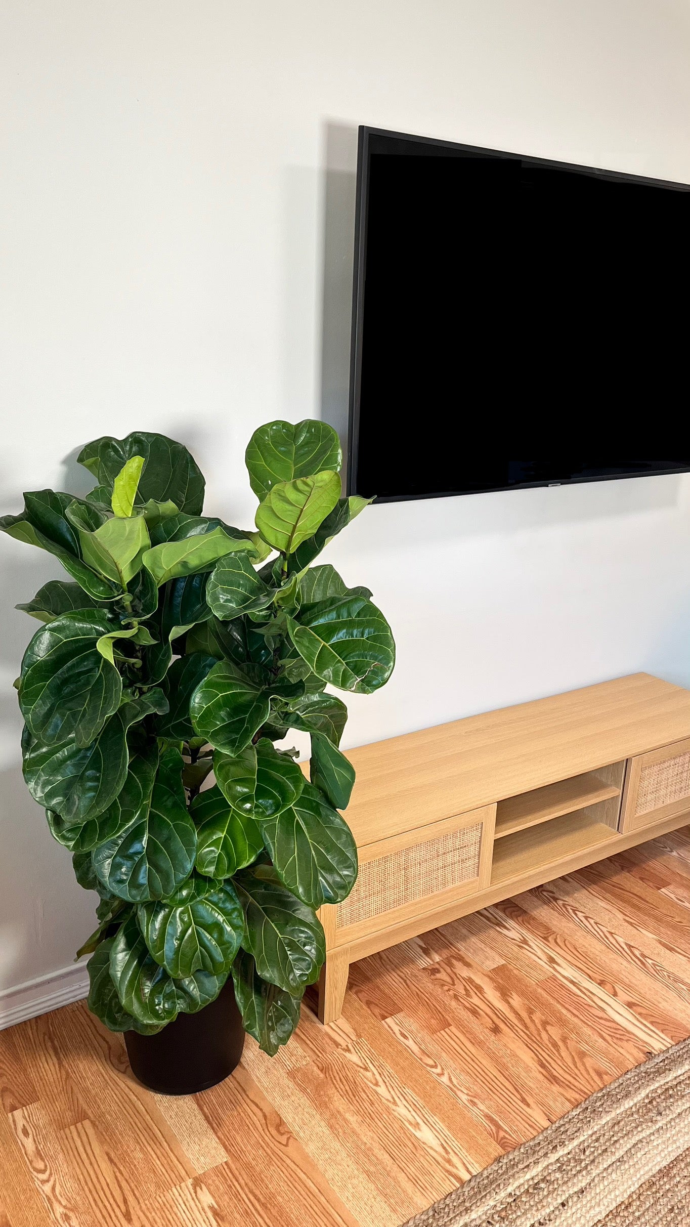 12" Fiddle Leaf Fig Column 5 Feet Tall