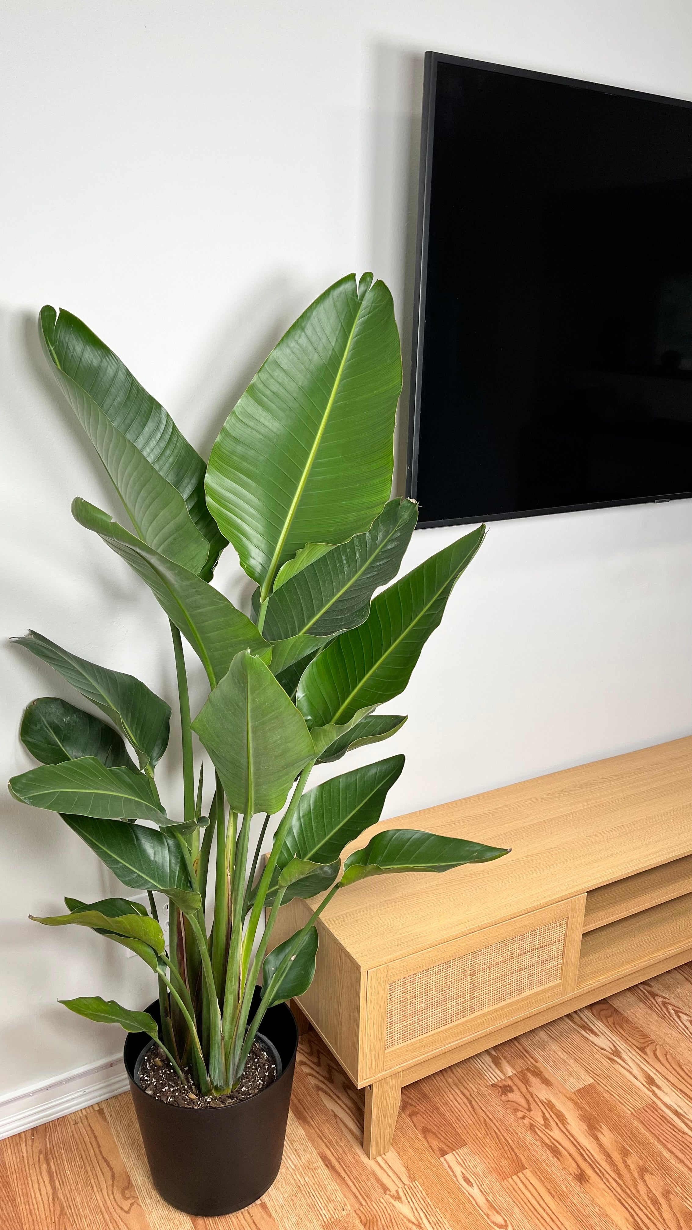 10" Bird of Paradise 4 Feet Tall