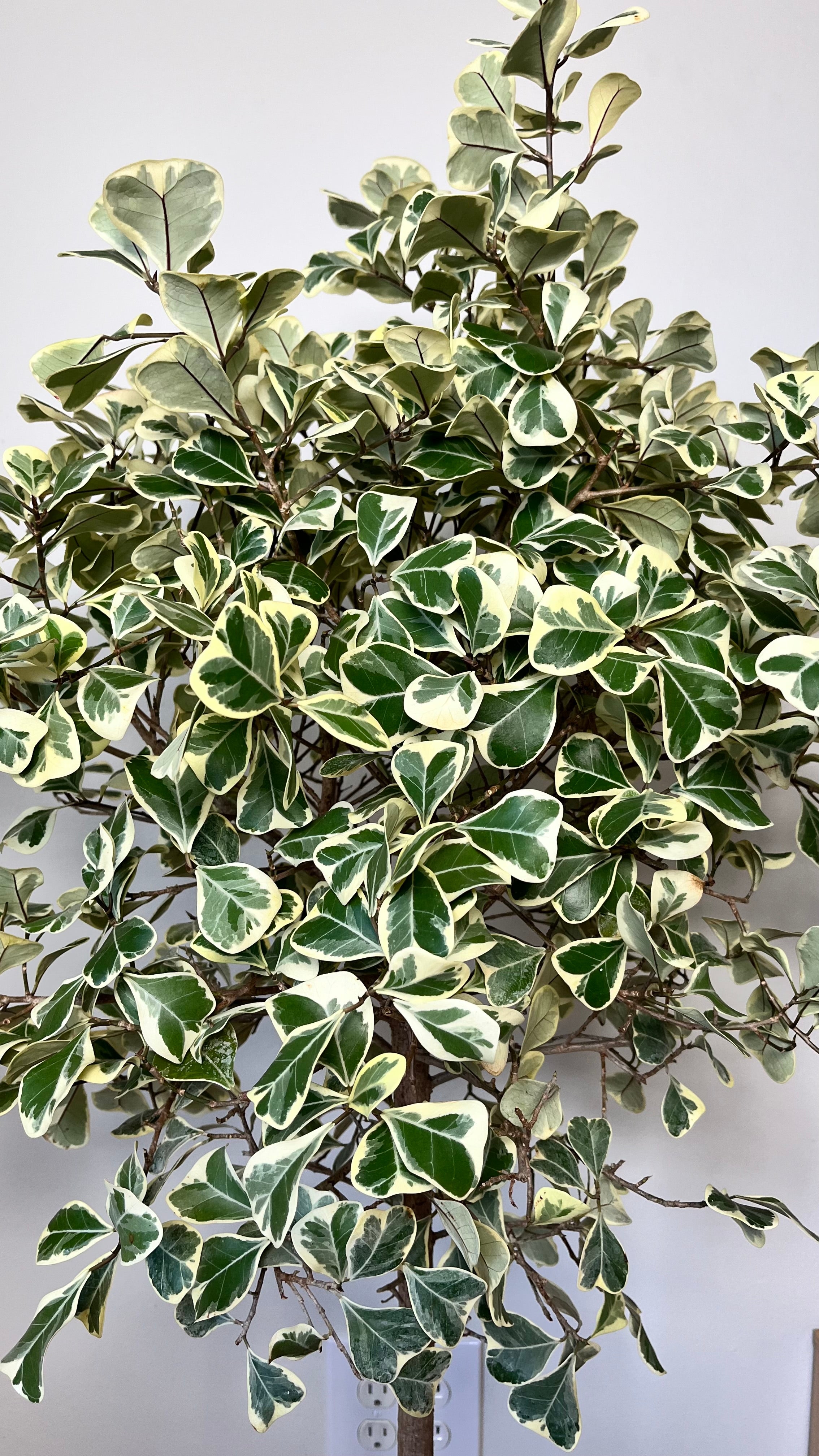 10" Ficus Triangularis 4 Feet Tall