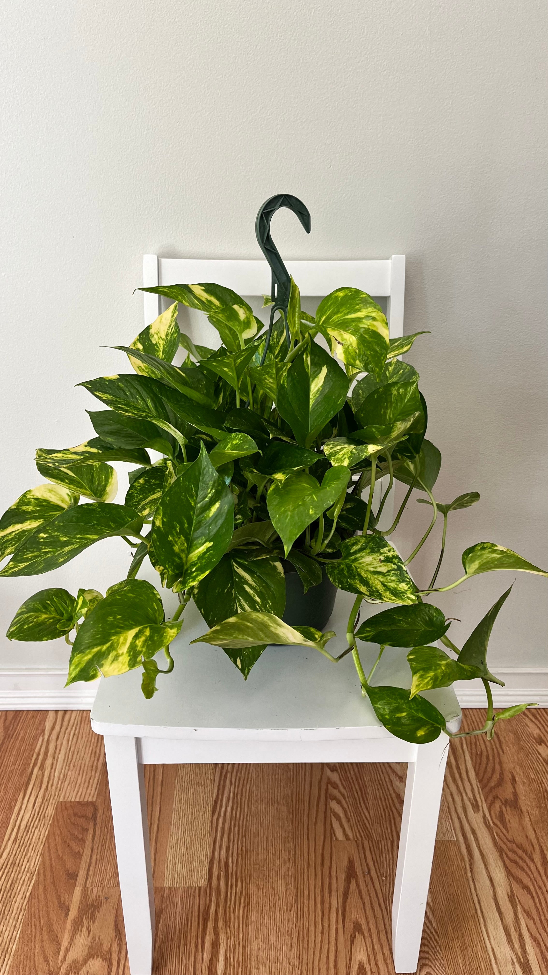 8” Pothos Golden