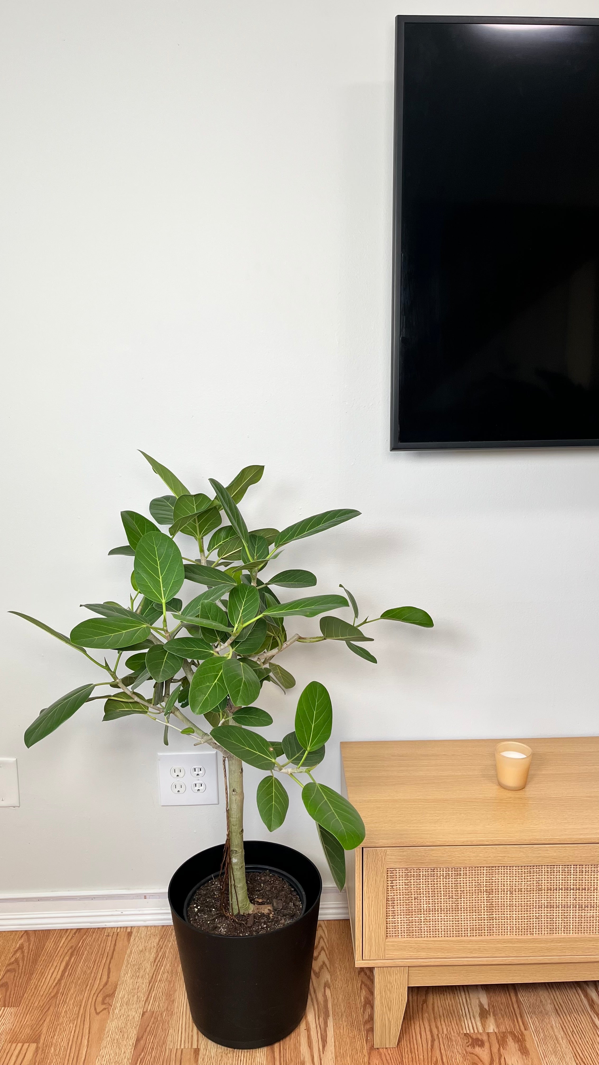 8" Ficus Audrey 3 Feet Tall