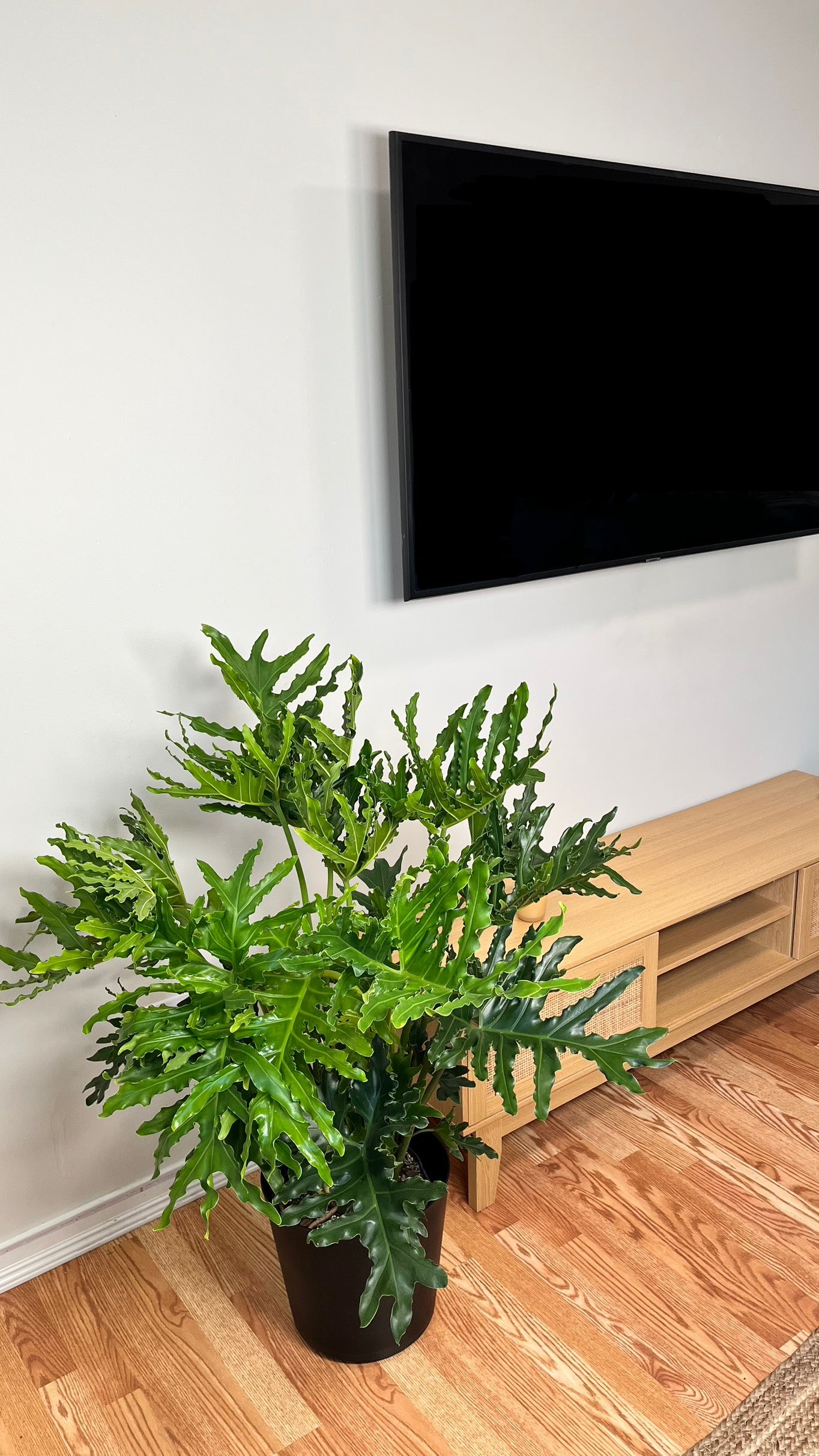 10" Philodendron Selluom 3.5 Feet Tall