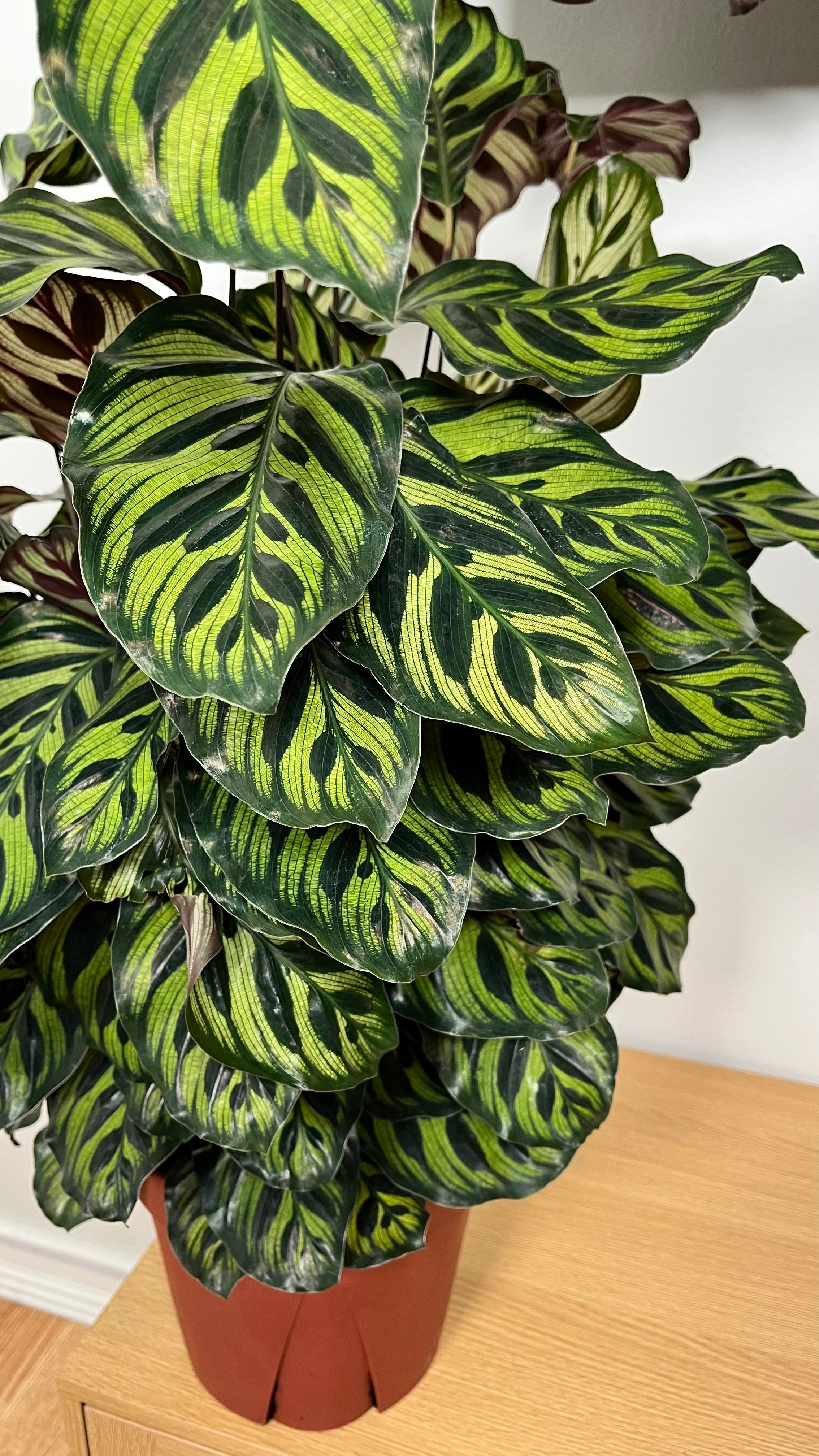 8" Calathea Peacock 2.5 Feet Tall