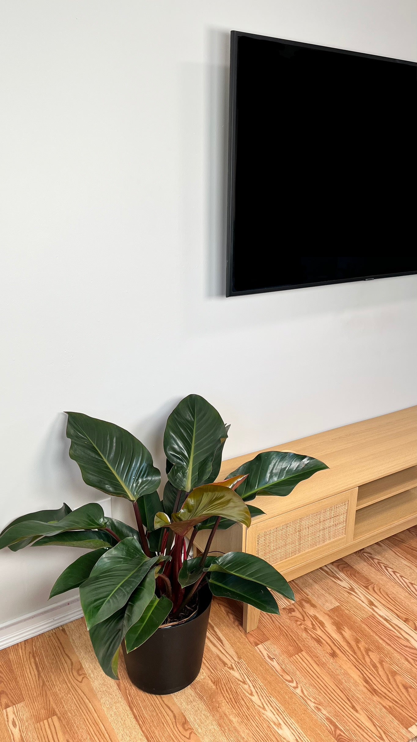 10" Philodendron Congo Red 3 Feet Wide