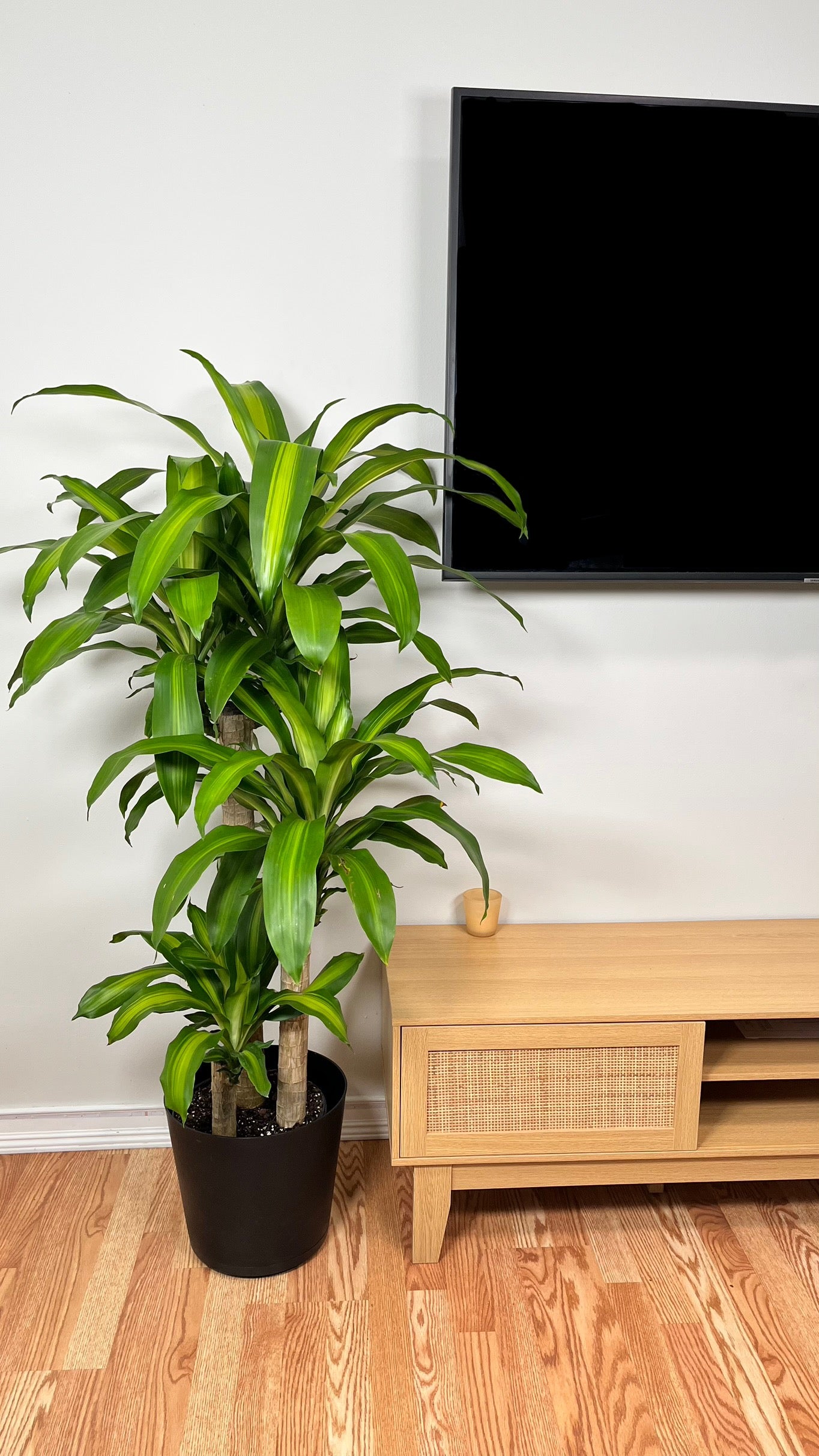 10" Dracaena Mass Cane 5 Feet Tall