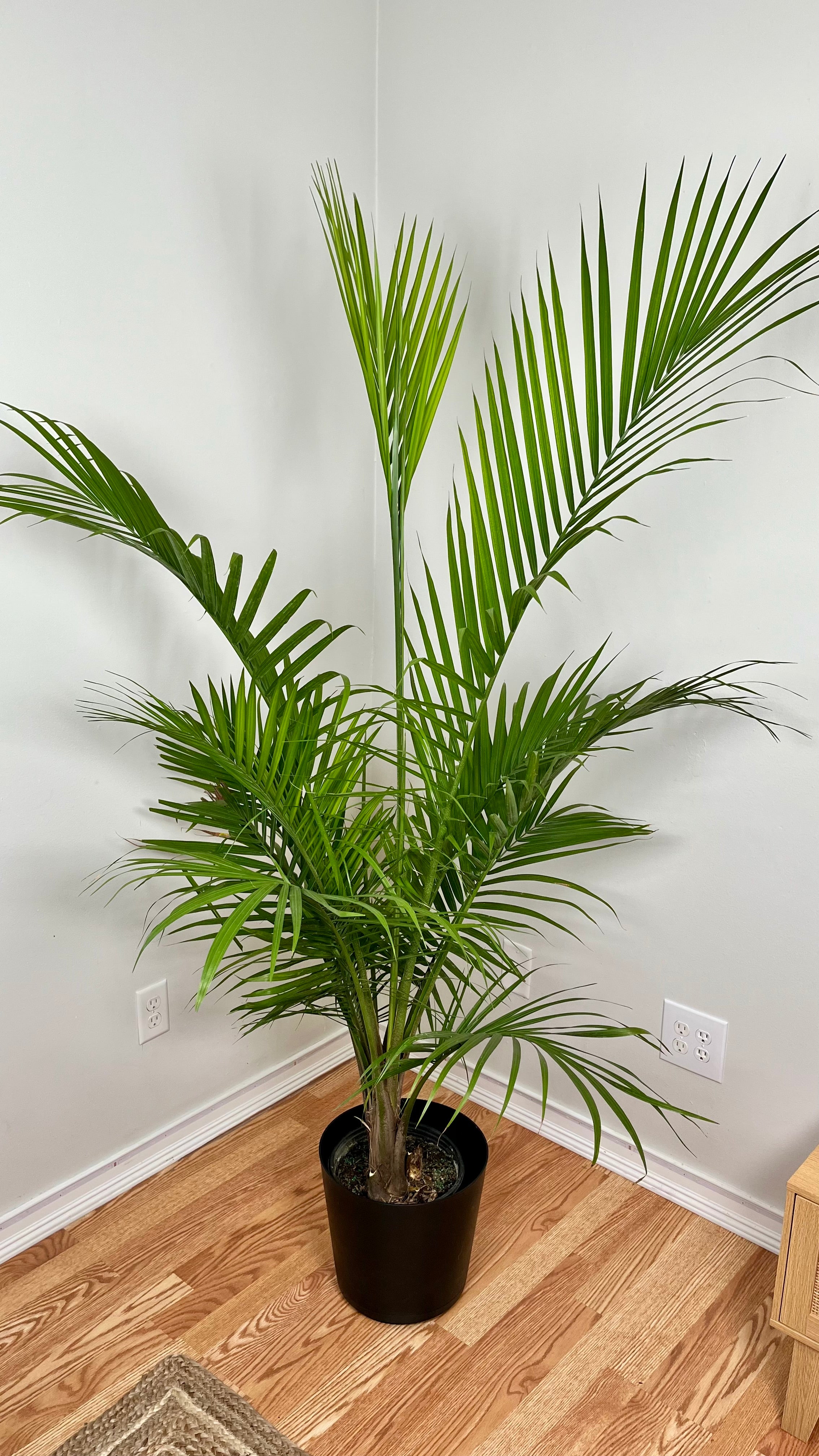 8" Majesty Palm 4.5 Feet Tall