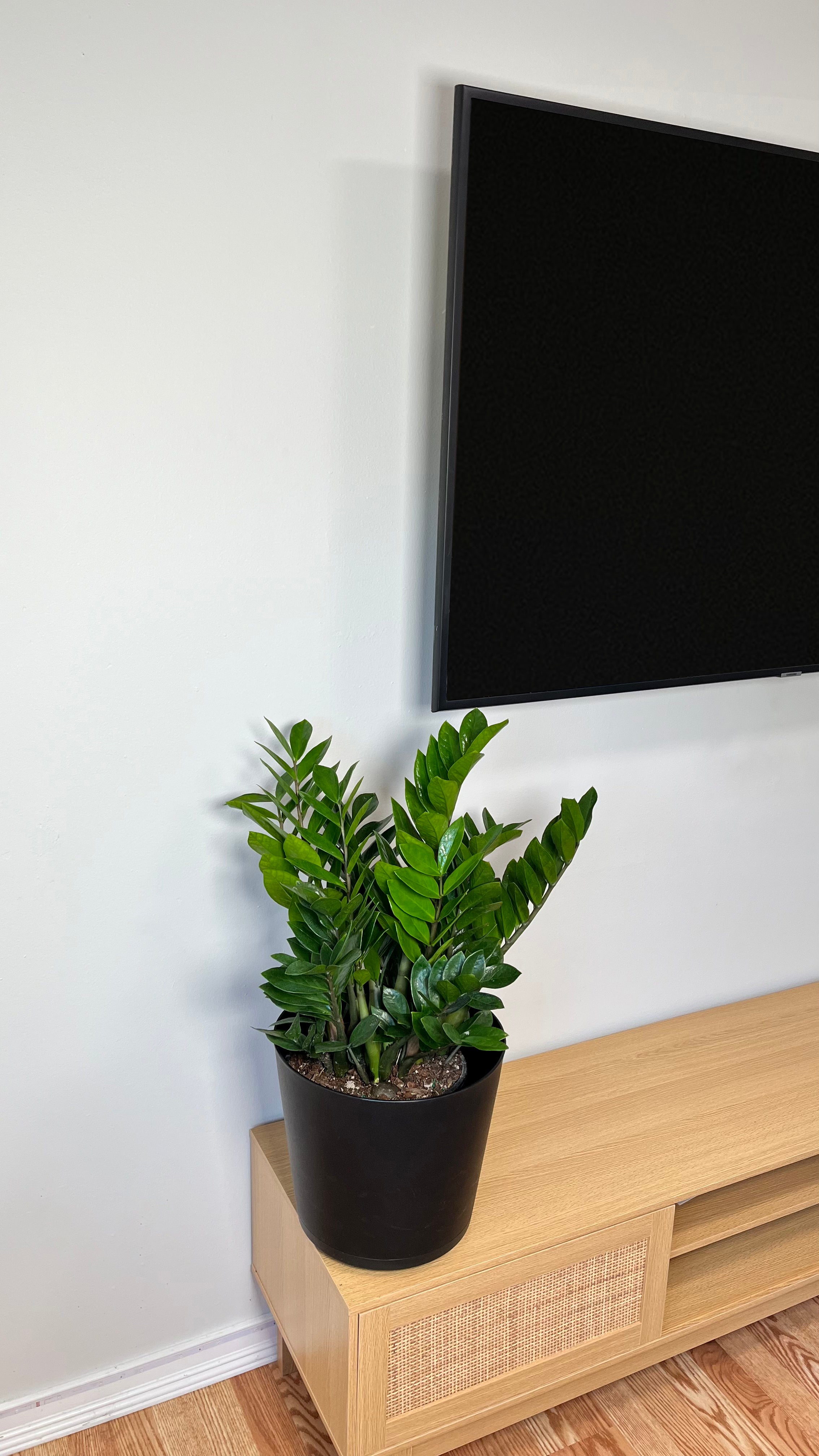 8" ZZ Plant 2 Feet Tall