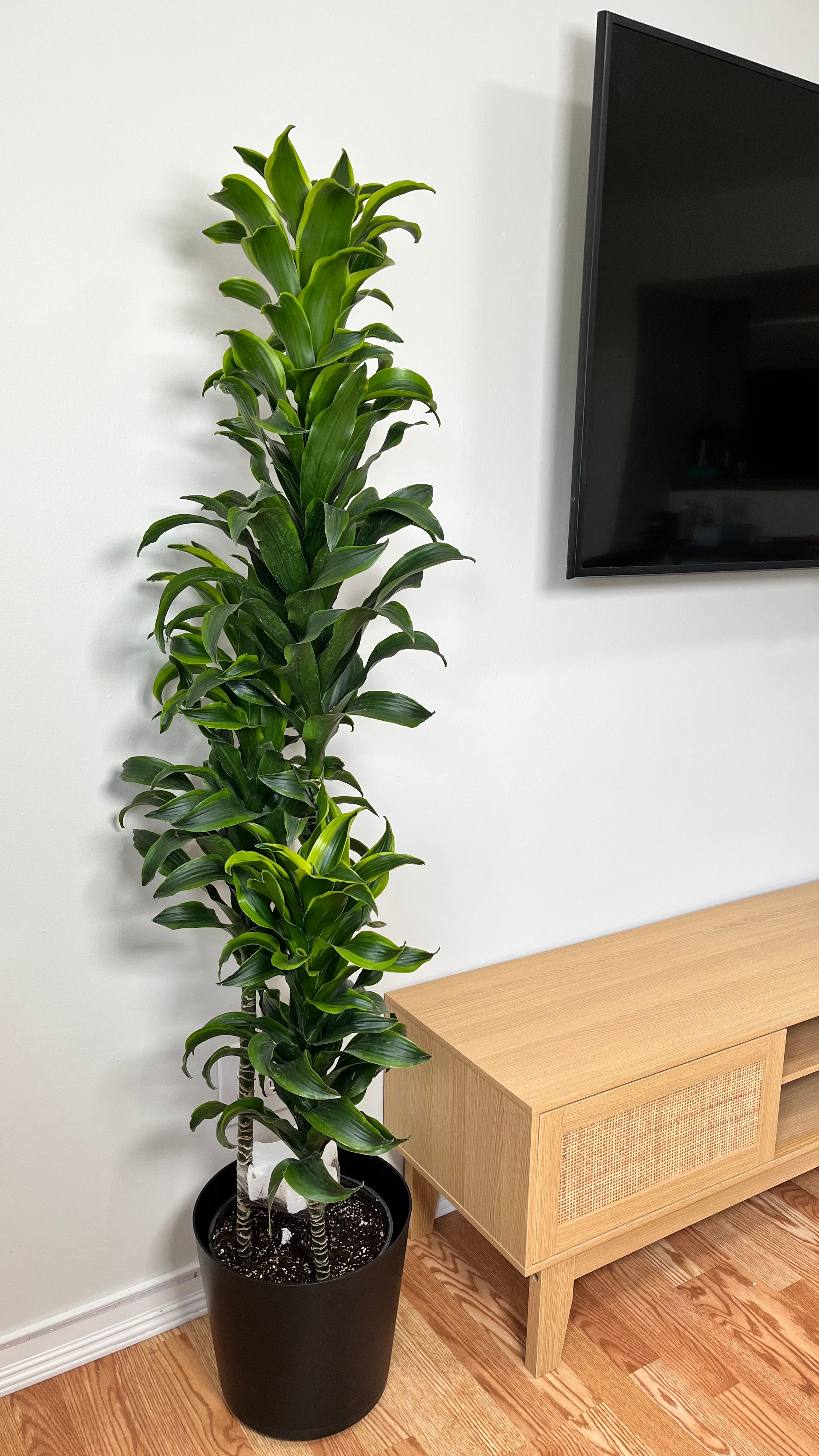 10" Dracaena Tornado Cane 5 Feet Tall