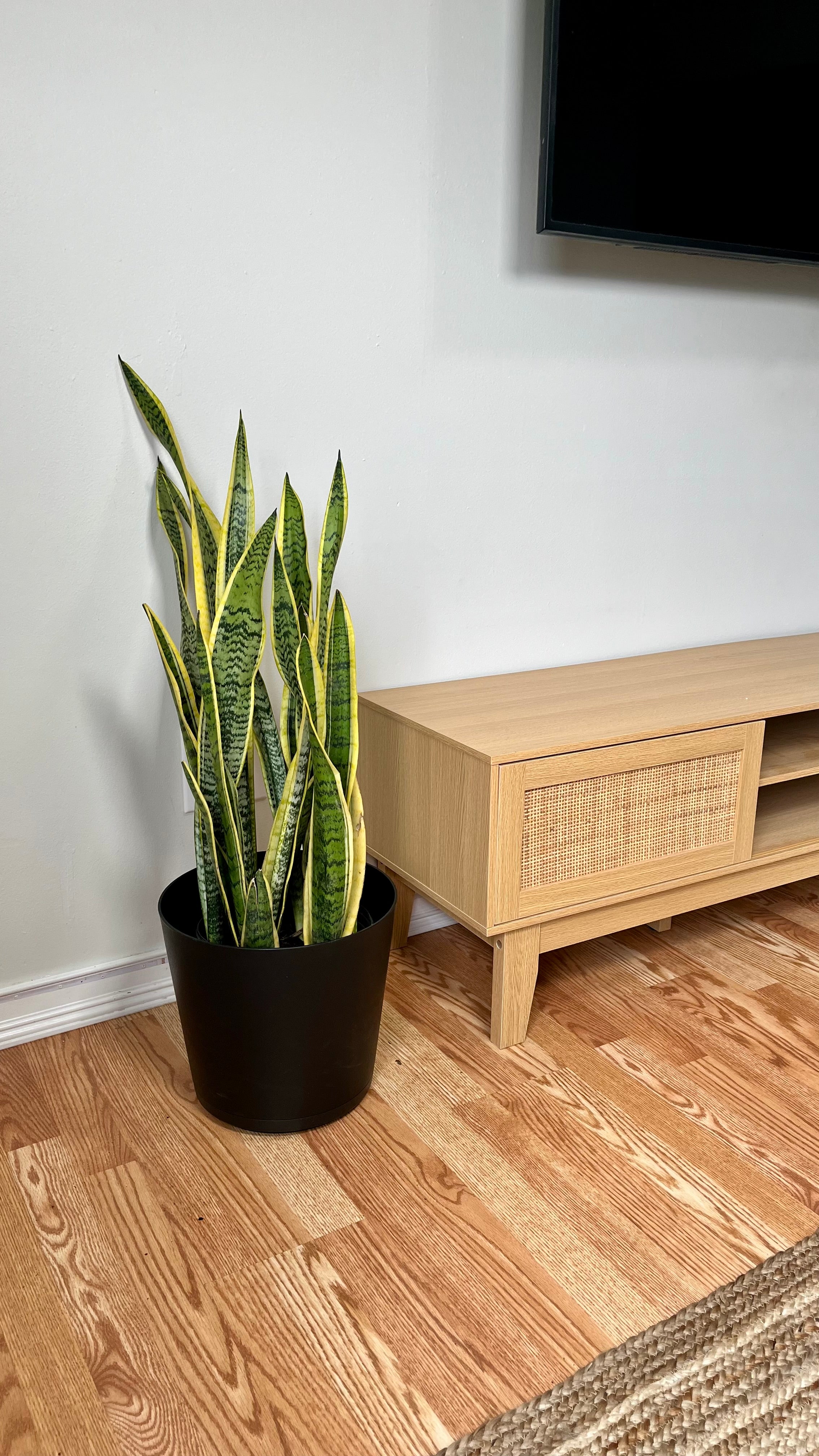 8" Snake Plant Golden Flame 3 Feet Tall