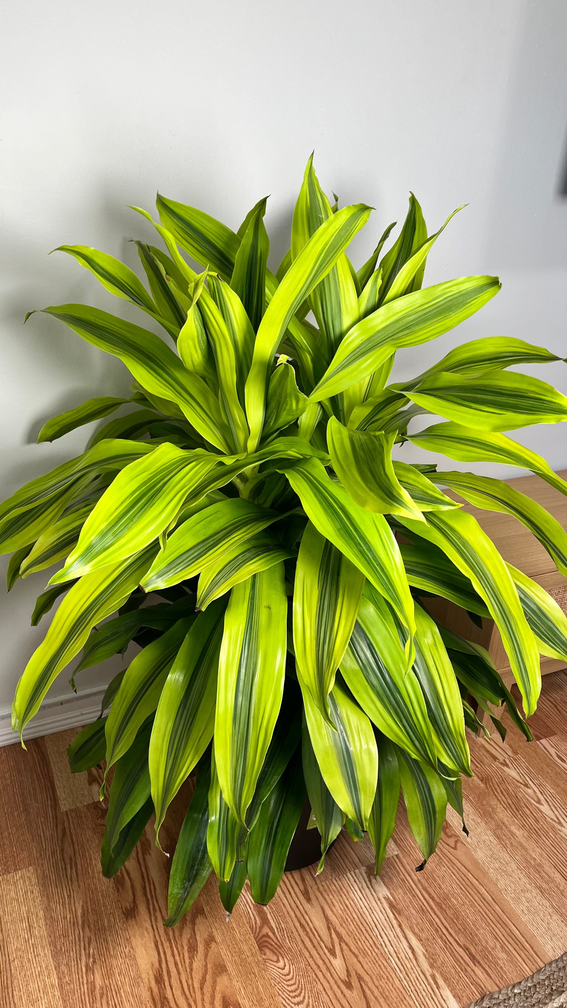 12" Dracaena Kristi Tip 4 Feet Tall