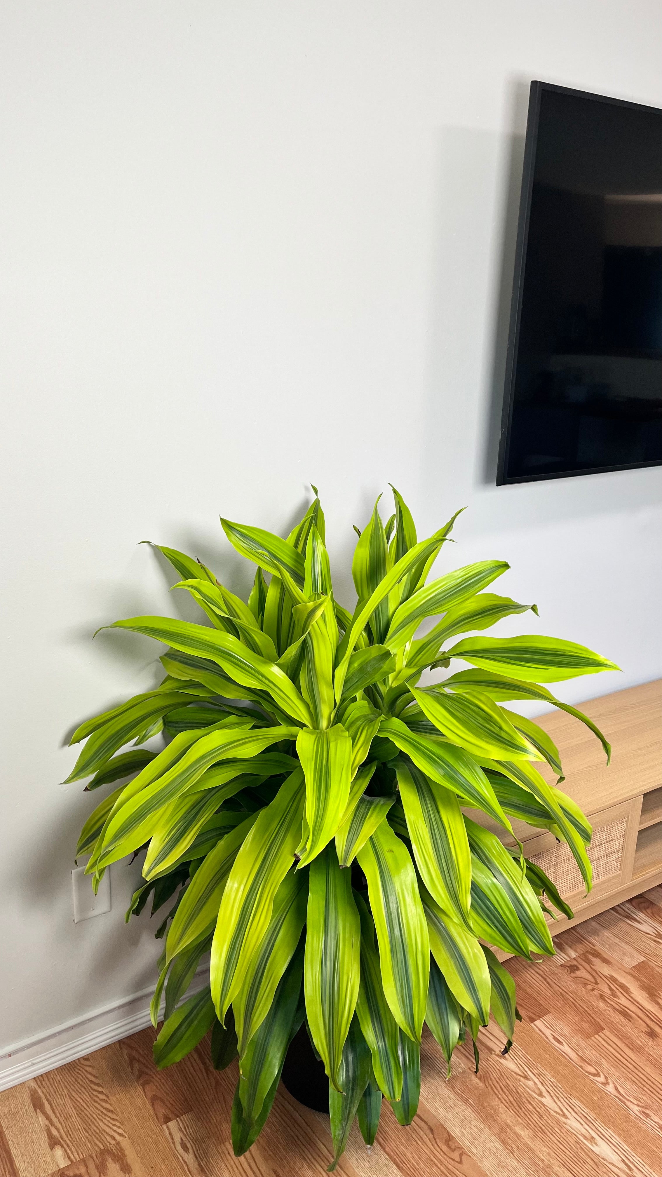 12" Dracaena Kristi Tip 4 Feet Tall