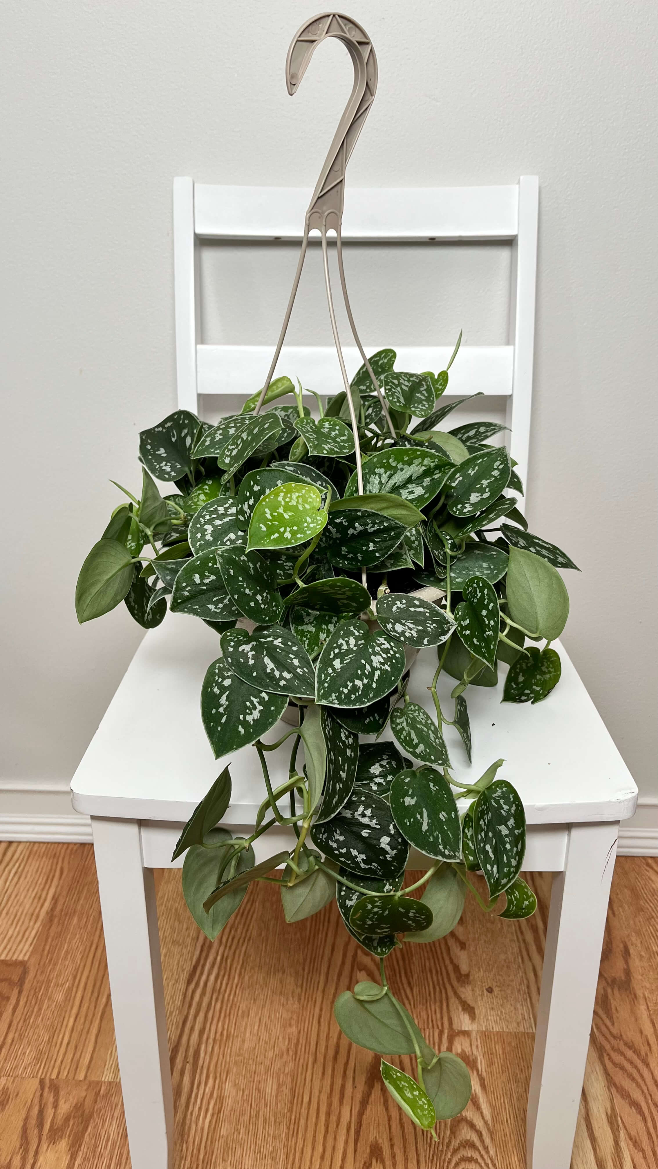 8" Scindapsus Silver Ann