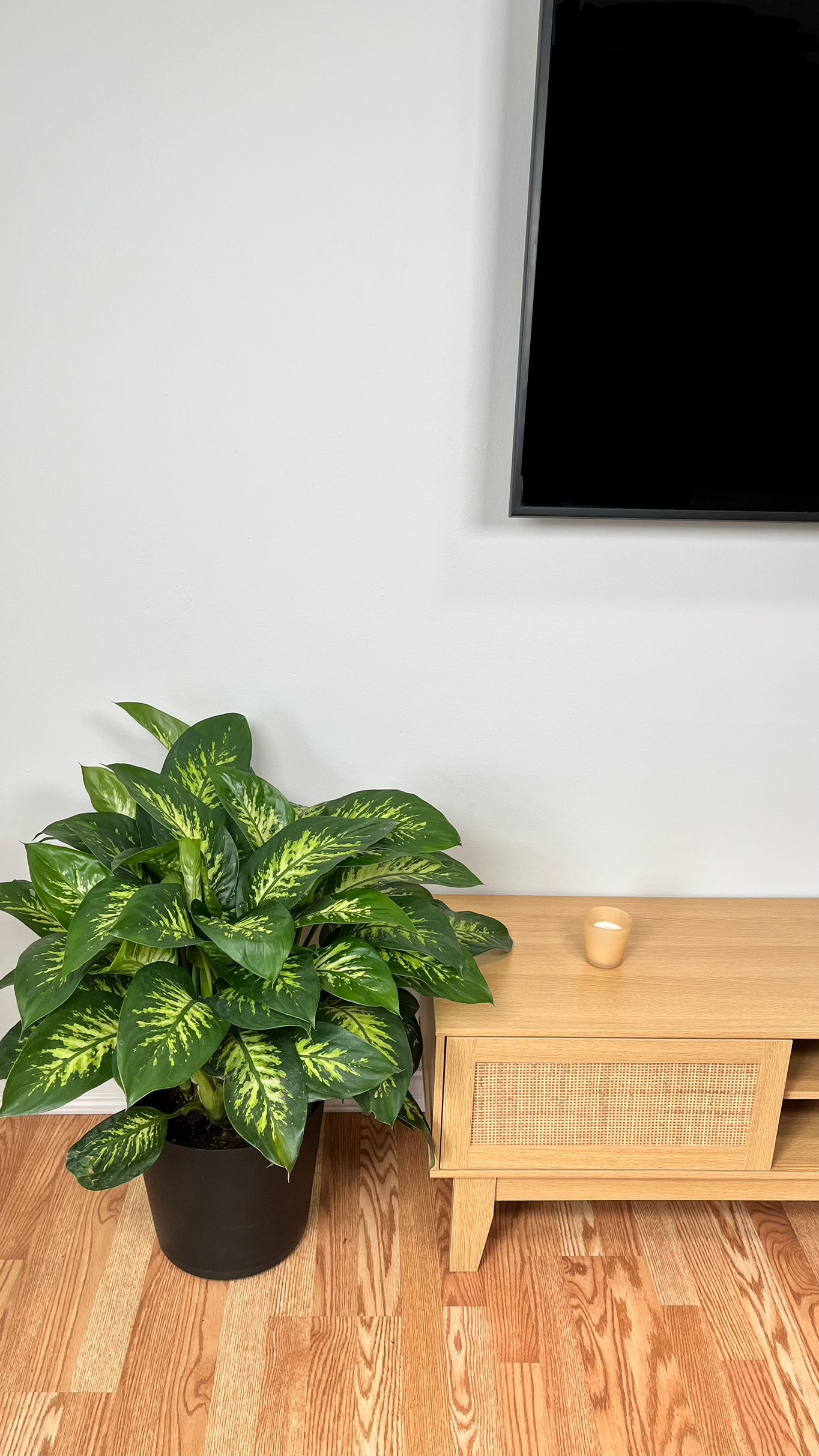 10" Diffenbachia Snow Tropic 2.5 Feet Tall