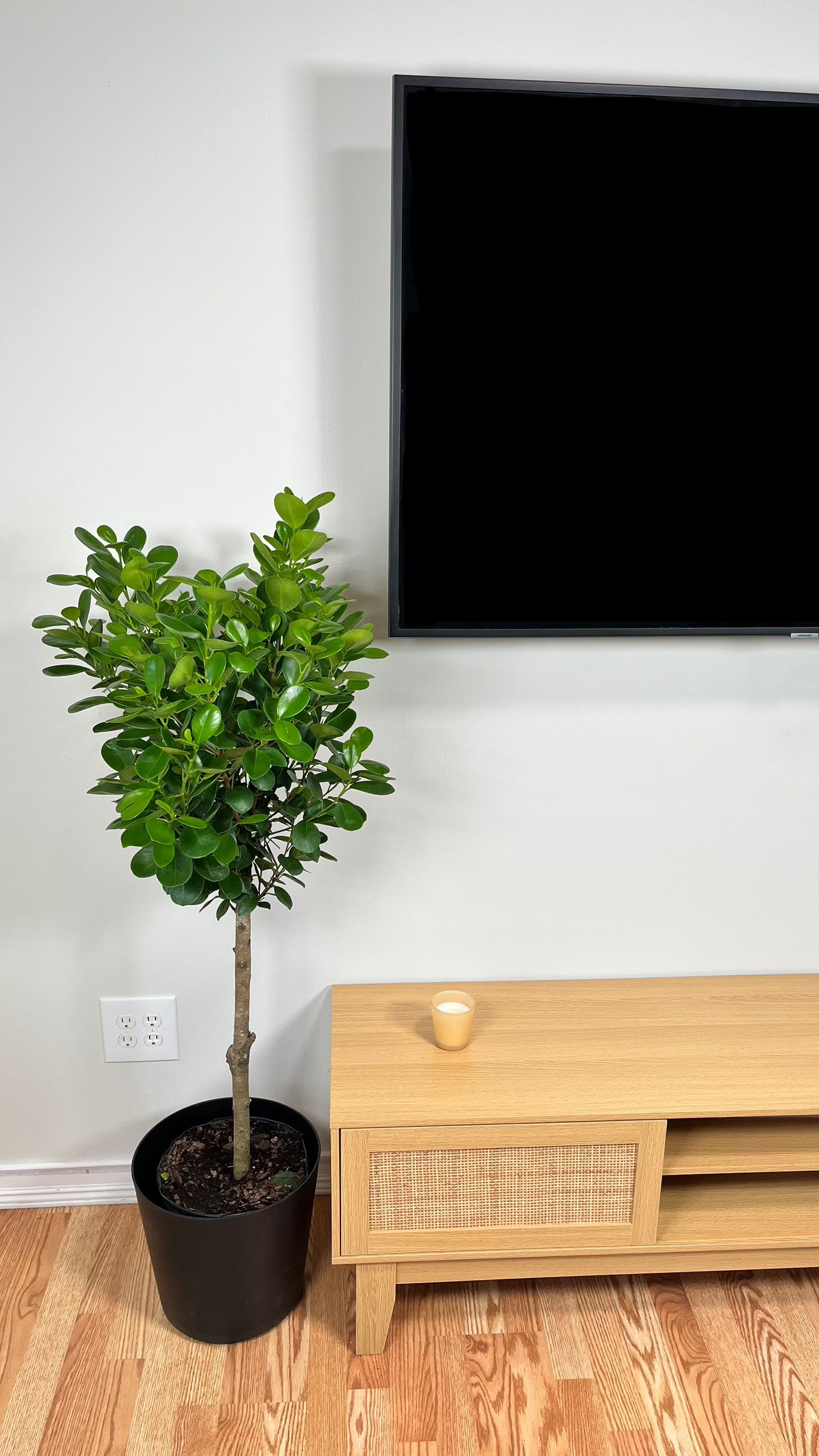 10" Ficus Moclame 4 Feet Tall