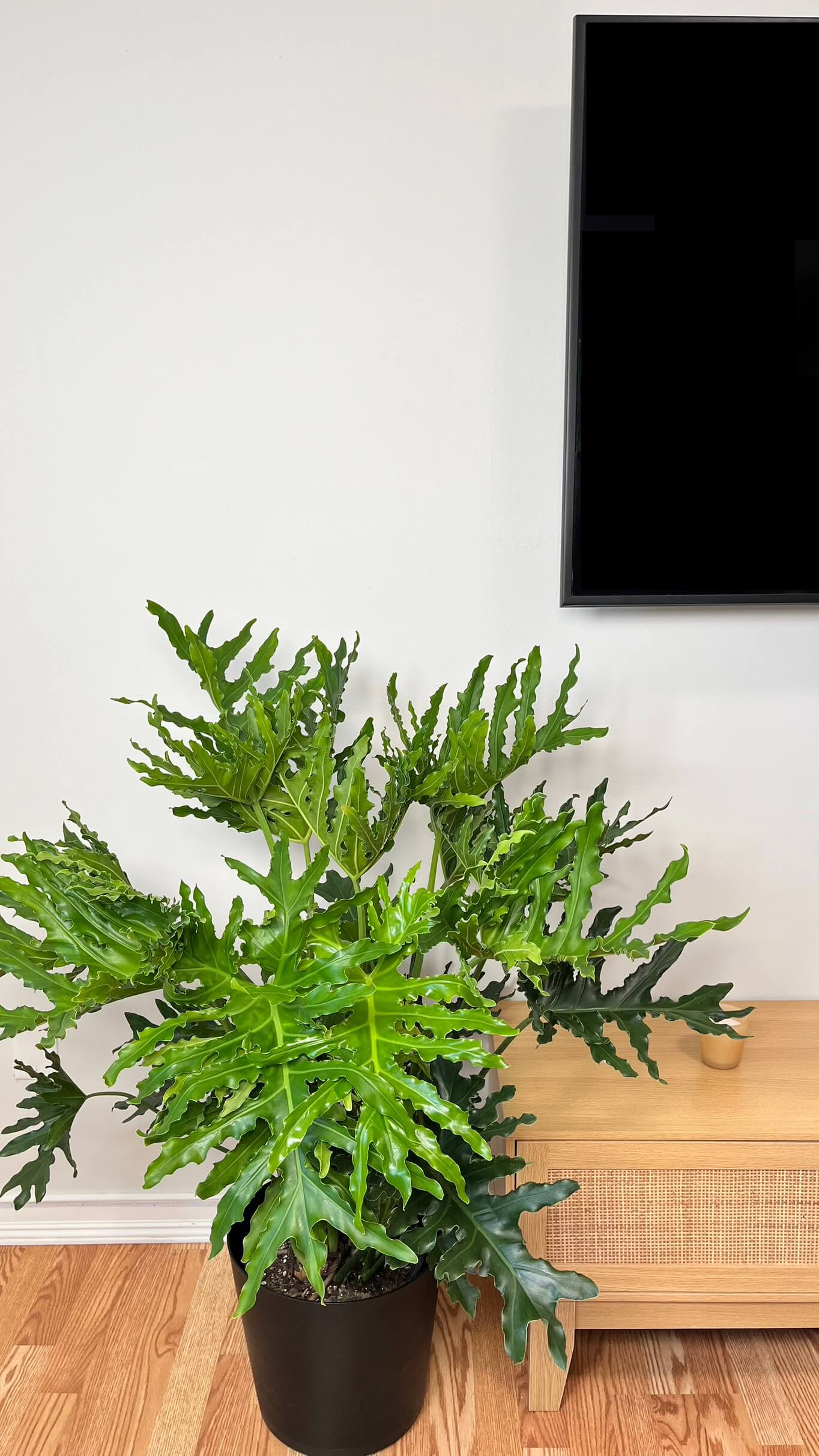 10" Philodendron Selluom 3.5 Feet Tall