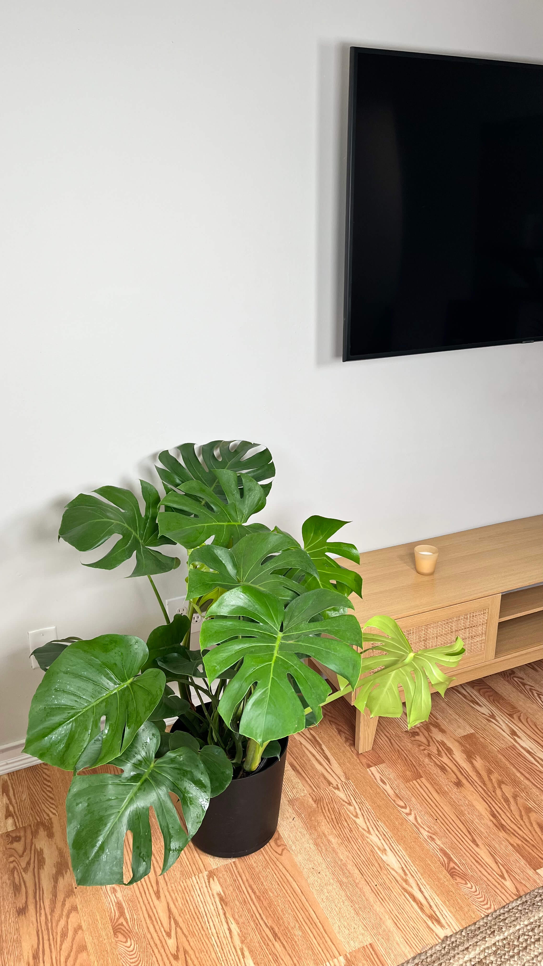 10" Monstera Deliciosa 3 Feet Tall