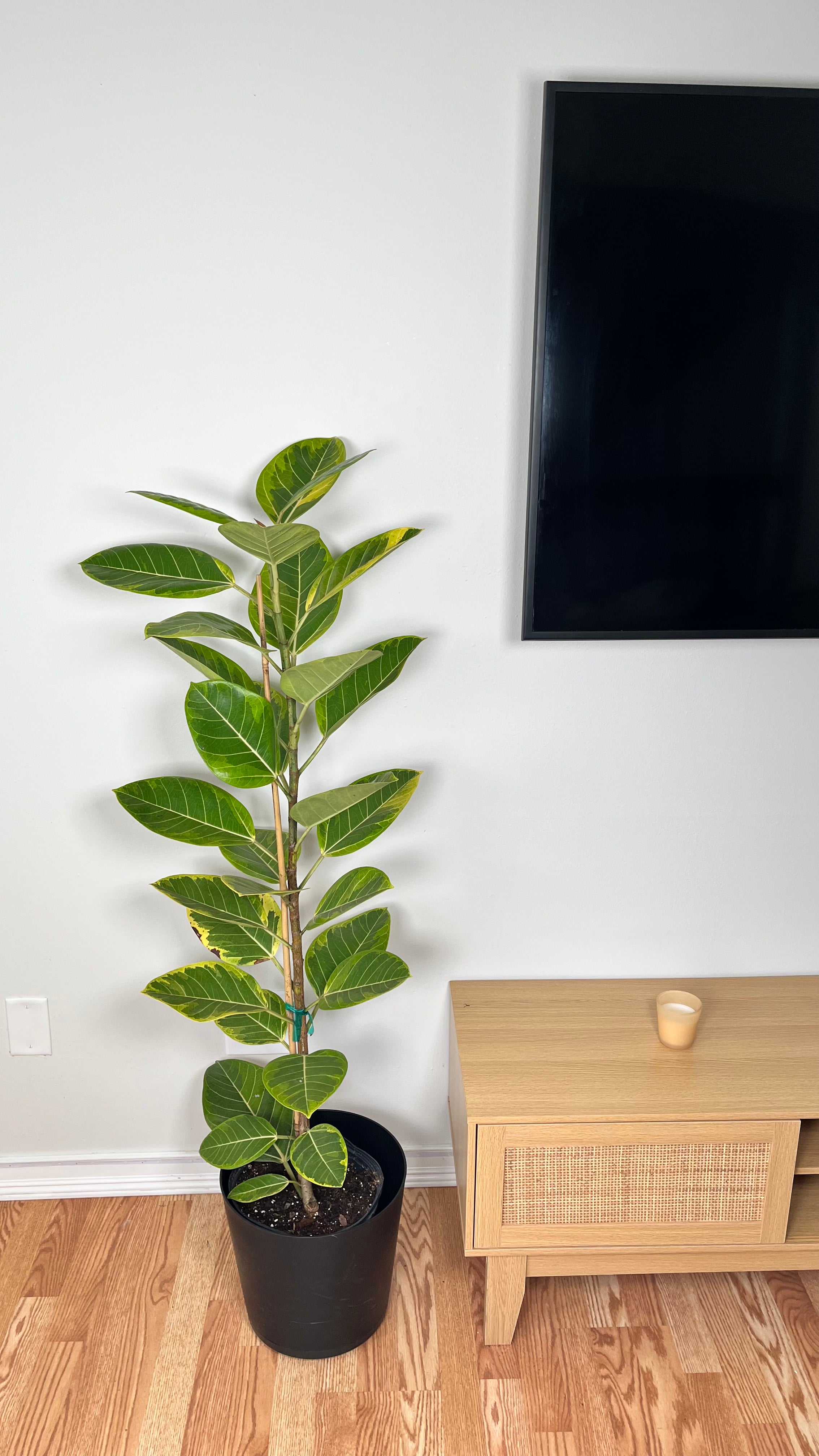 10" Ficus Yellow Gem Column 5 Feet Tall