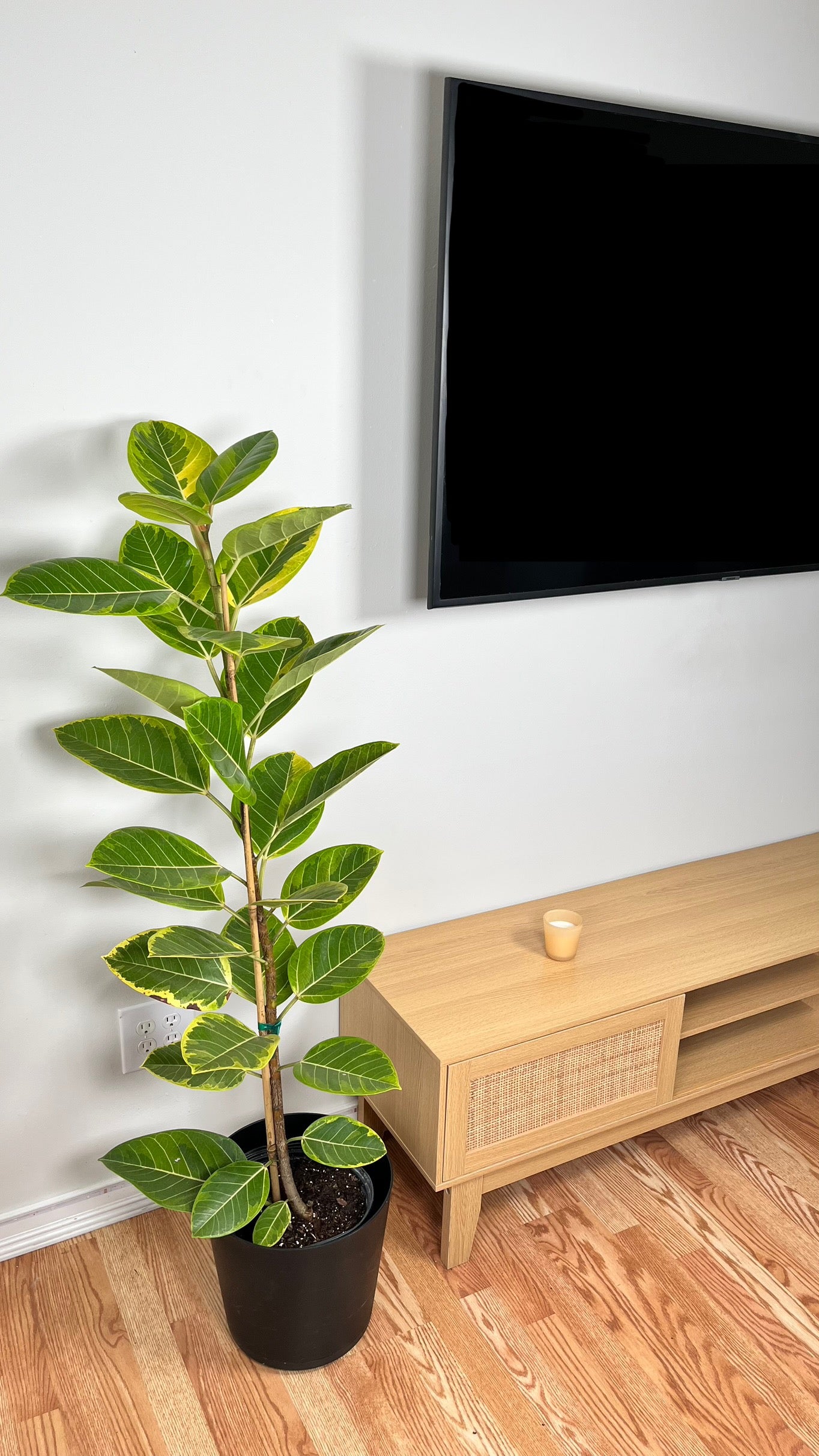 10" Ficus Yellow Gem Column 5 Feet Tall