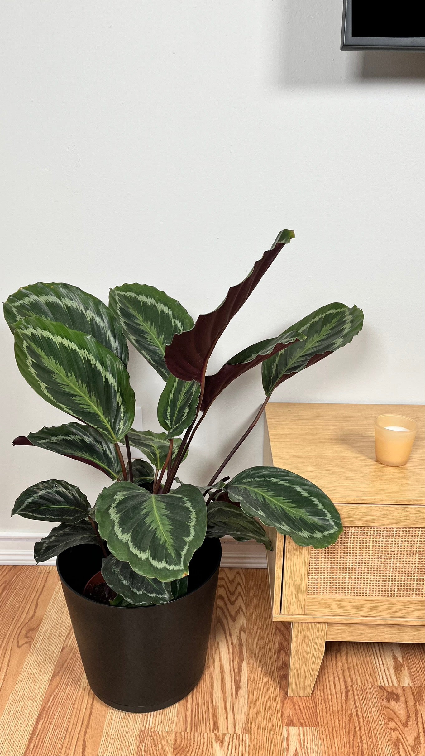 8" Calathea Medallion 2.5 Feet Tall