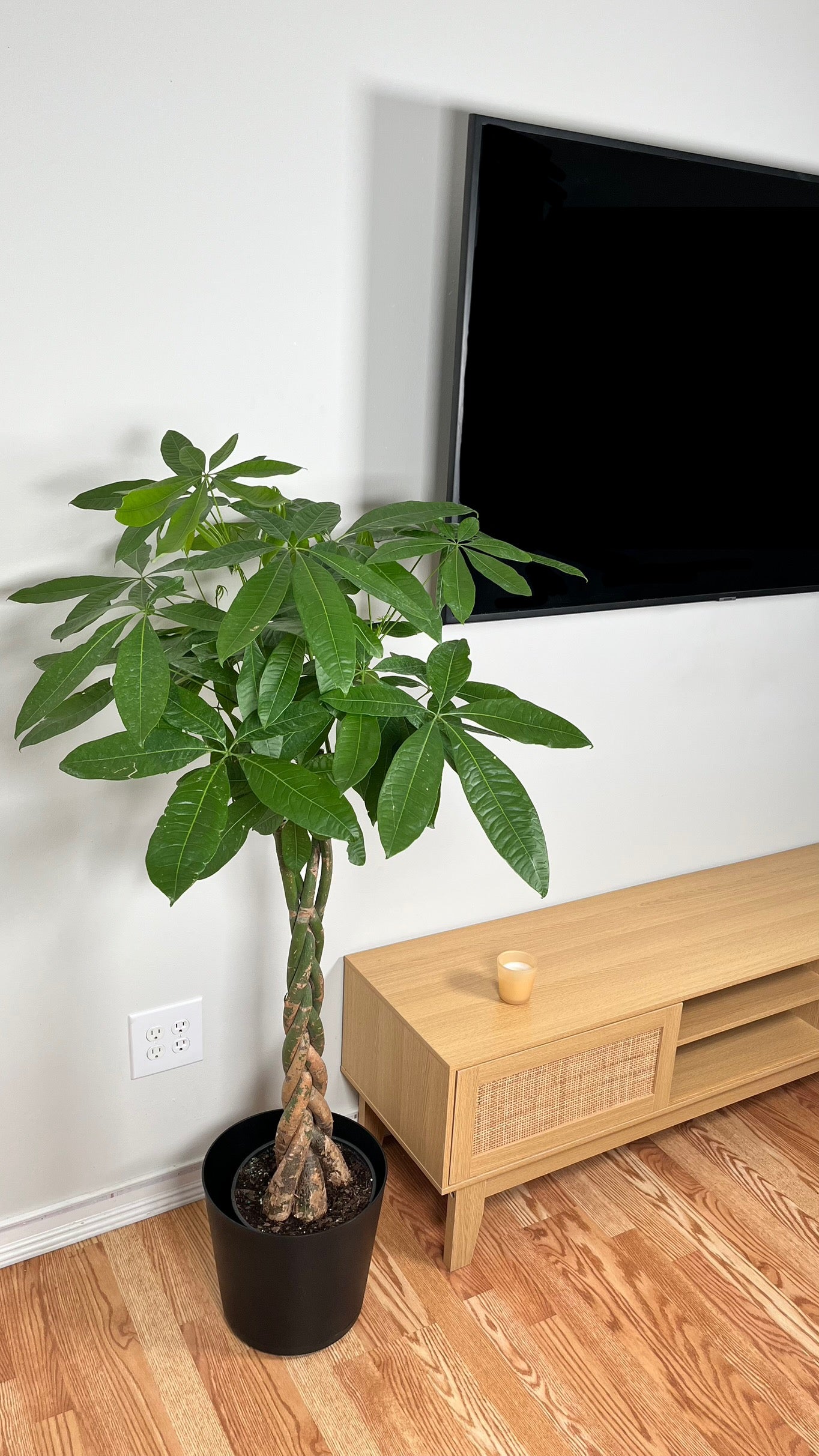 10" Money Tree Jumbo Braid Premium 4 Feet Tall