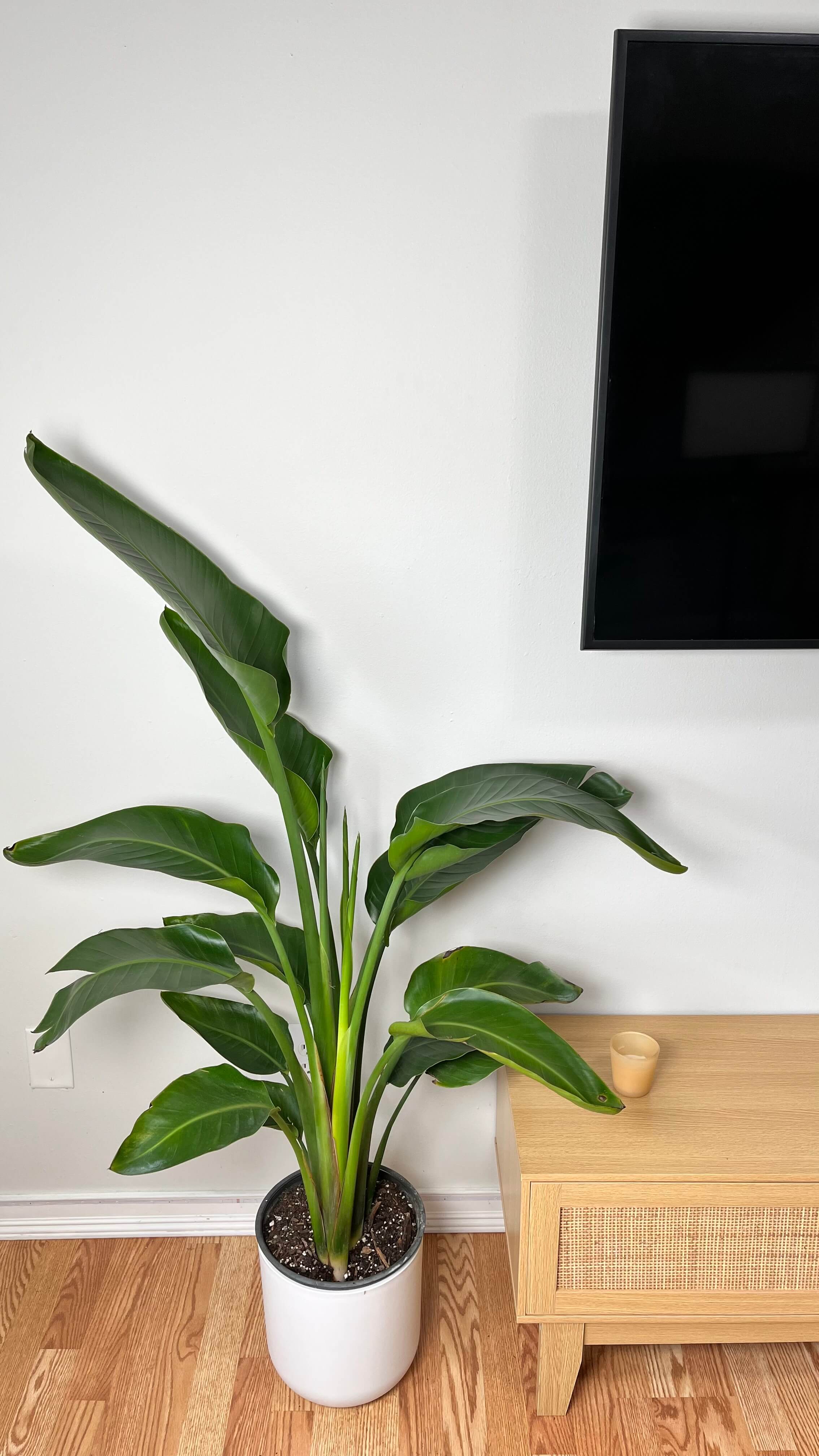 10" Bird of Paradise 4.5 Feet Tall