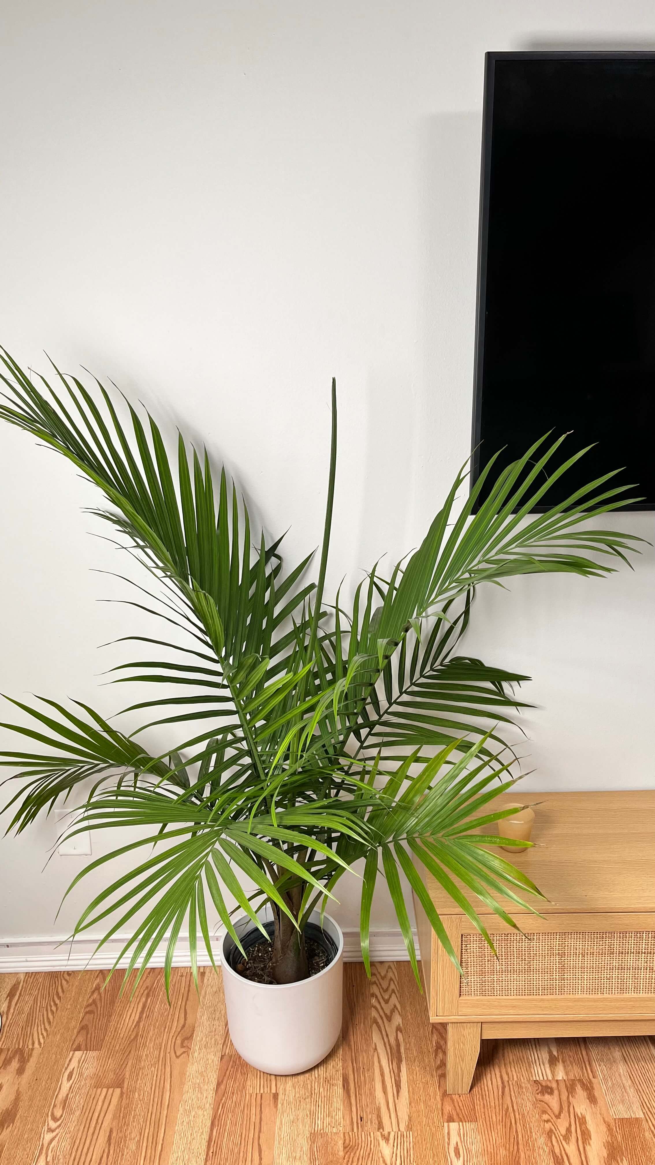 8" Majesty Palm 4 Feet Tall