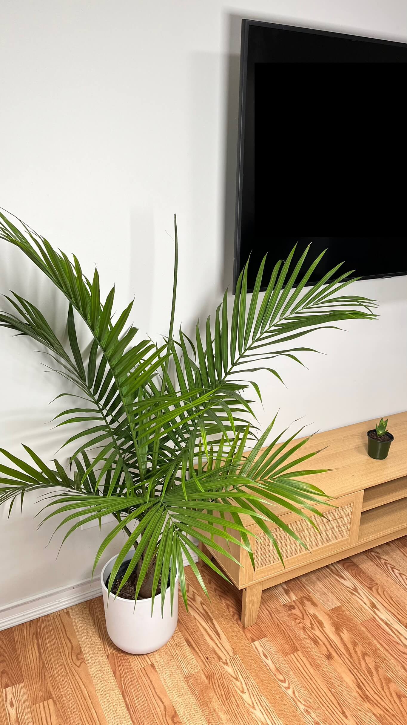 8" Majesty Palm 4 Feet Tall