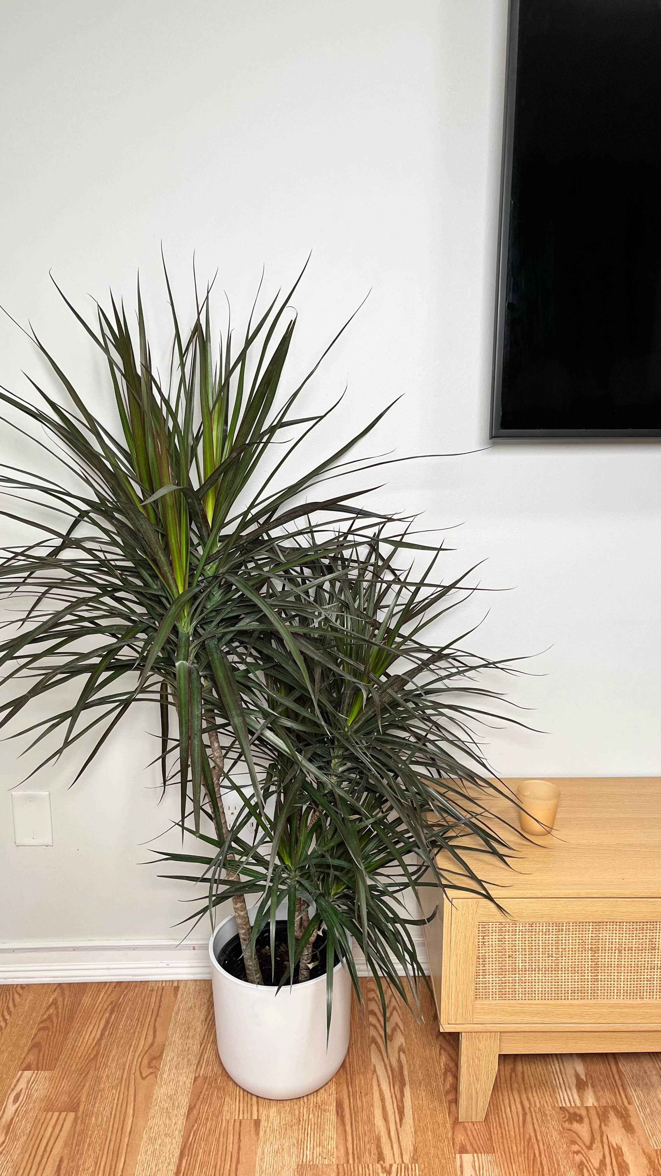 10" Dracaena Magenta 4 Feet Tall