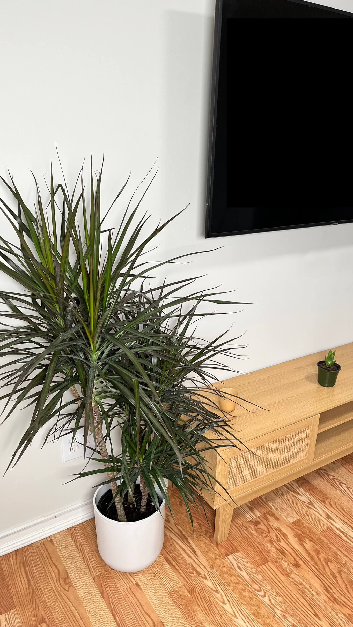 10" Dracaena Magenta 4 Feet Tall