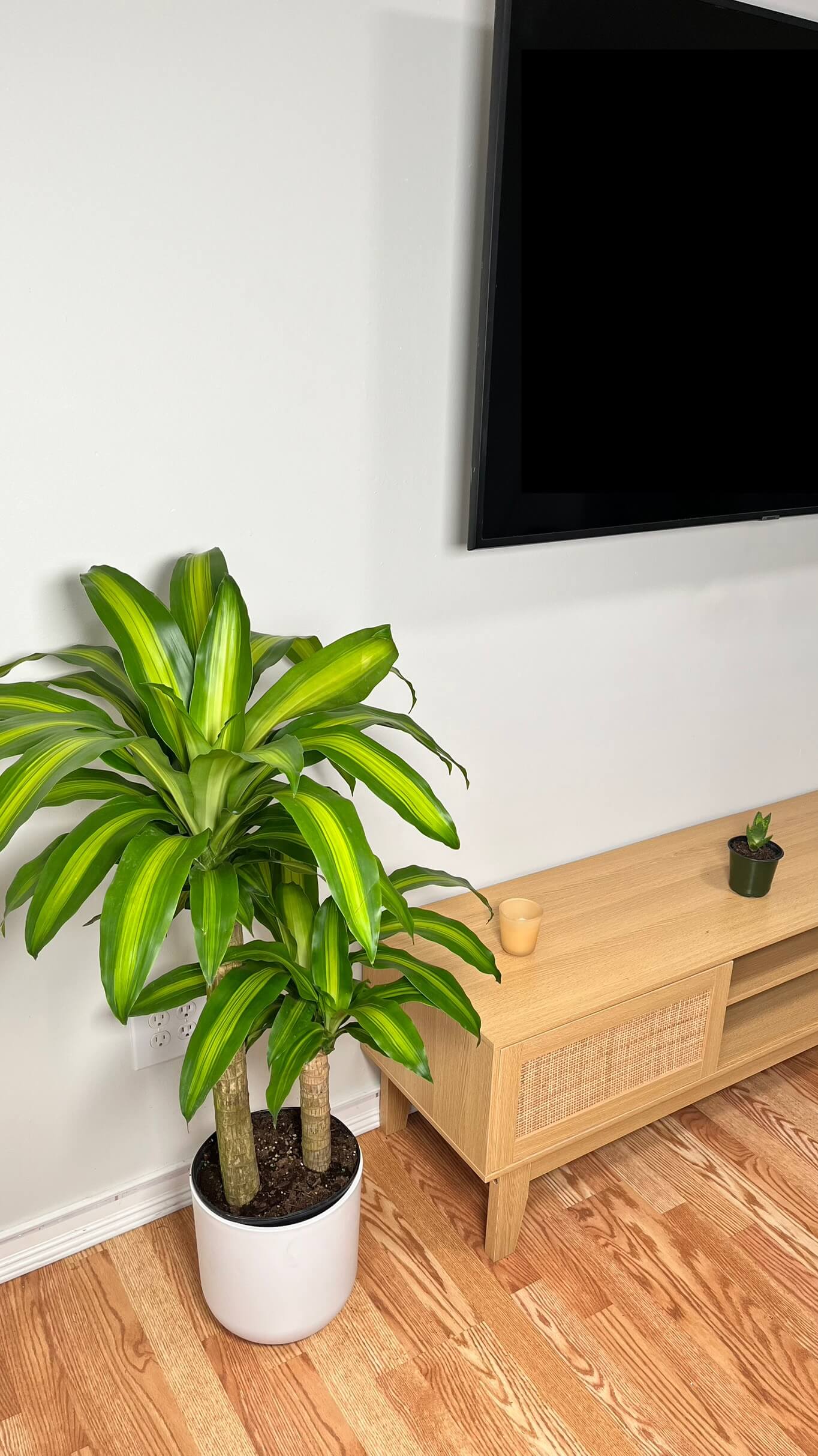 10" Dracaena Mass Cane 3 Feet Tall