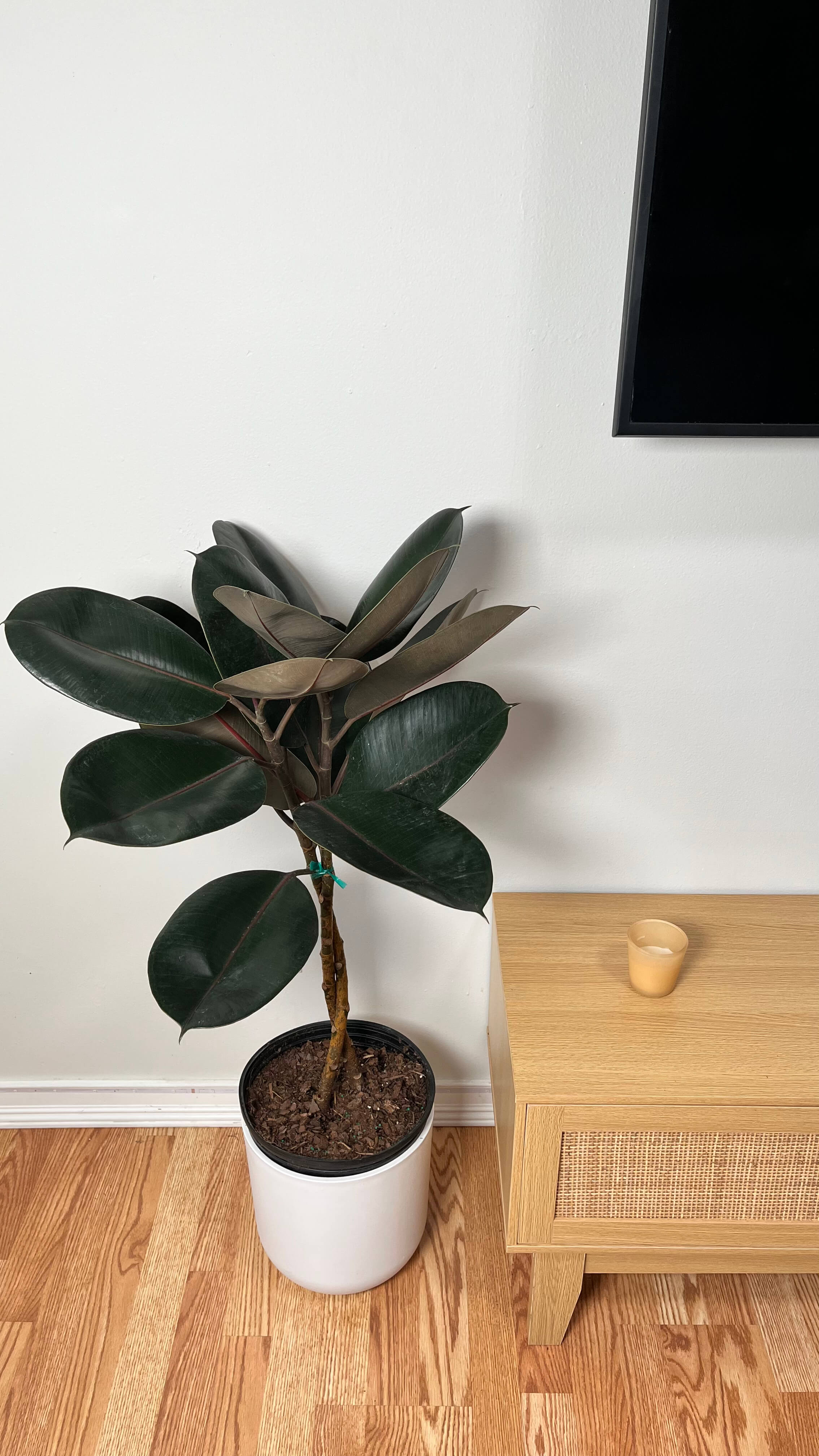 10" Ficus Burgundy Braid 3.5 Feet Tall