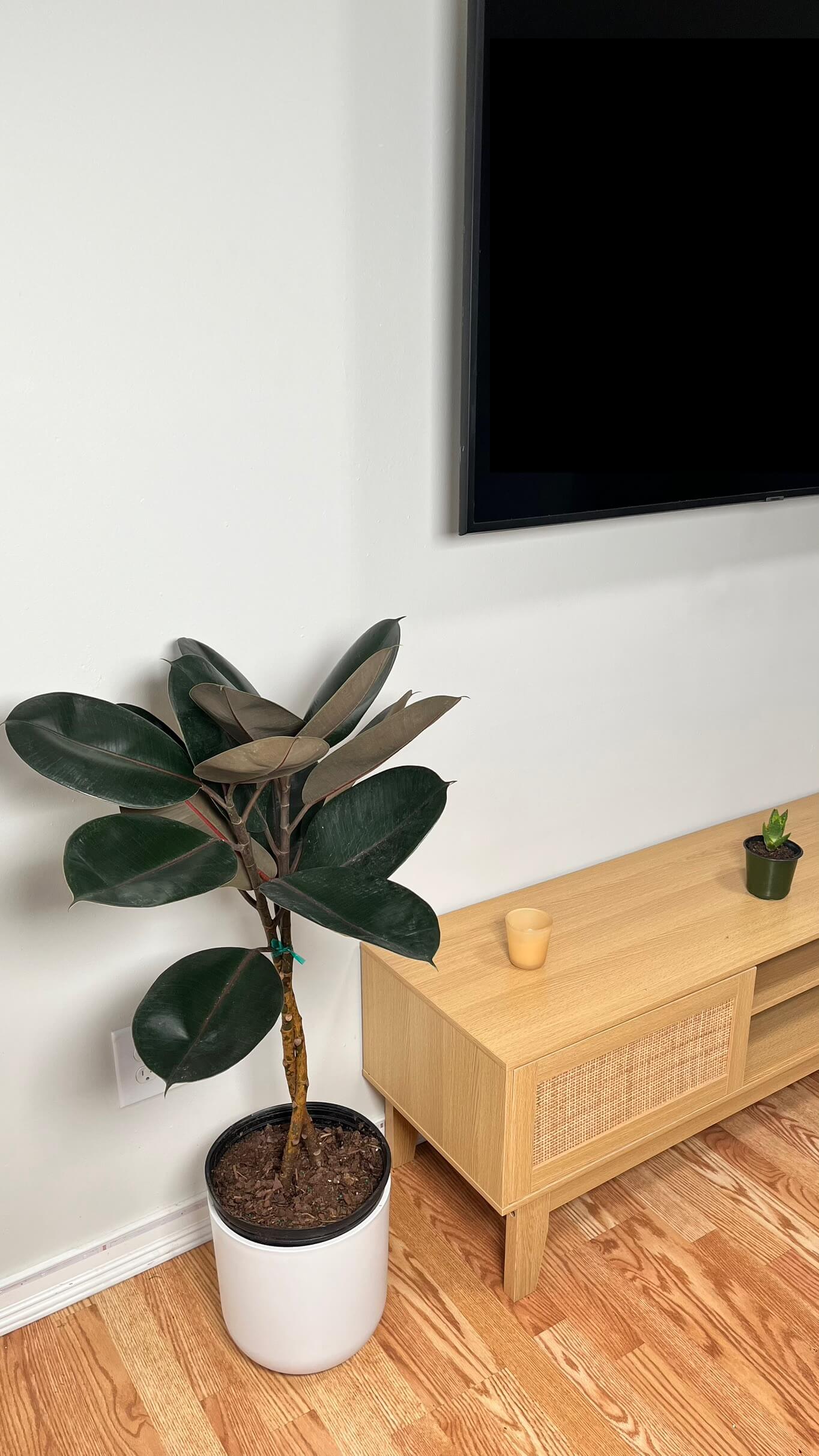 10" Ficus Burgundy Braid 3.5 Feet Tall