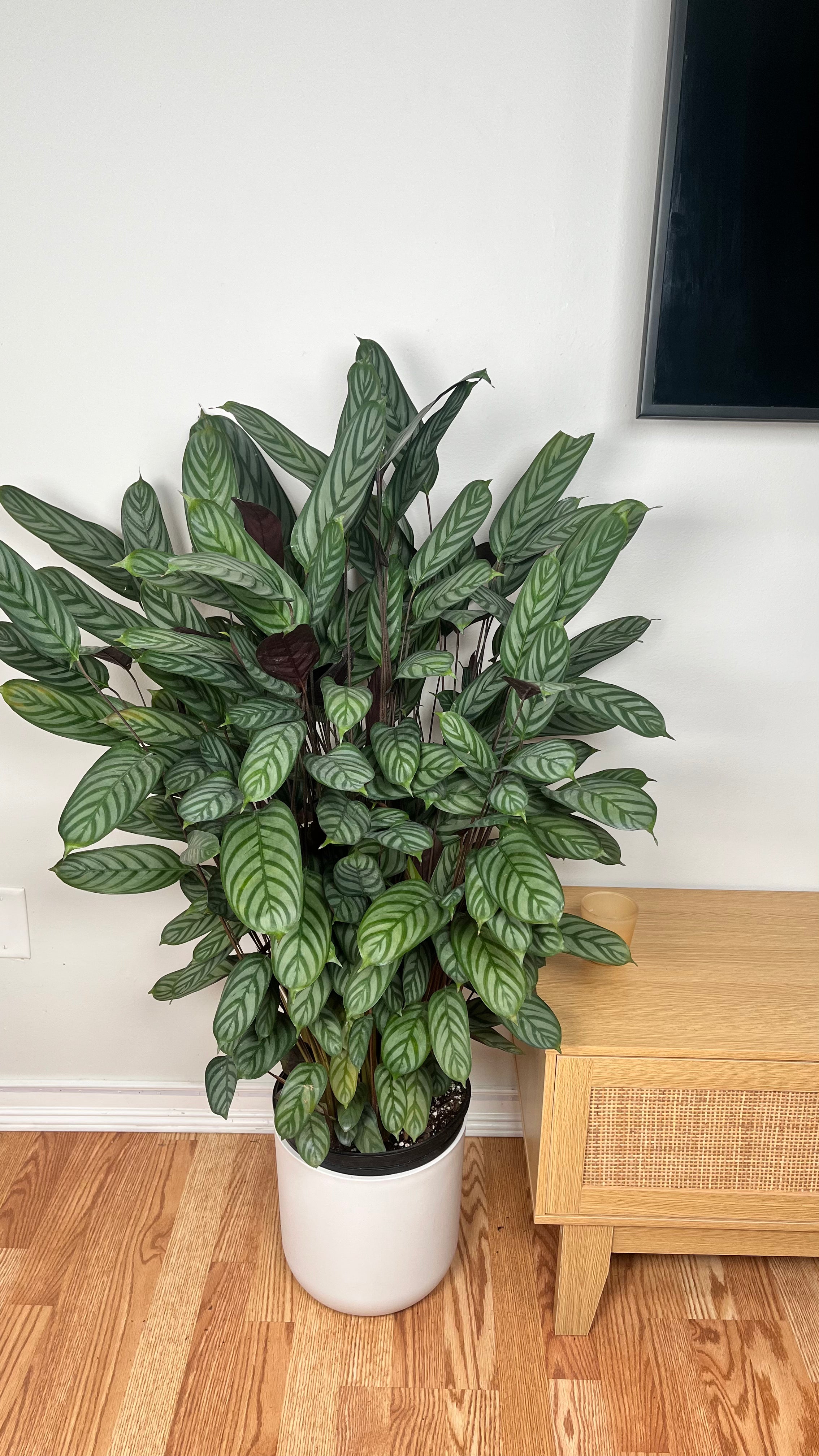 10" Calathea Exotica 3 Feet Tall