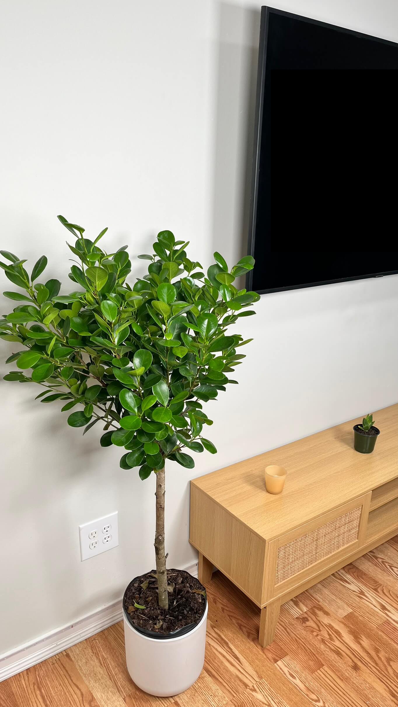 10" Ficus Moclame 4 Feet Tall